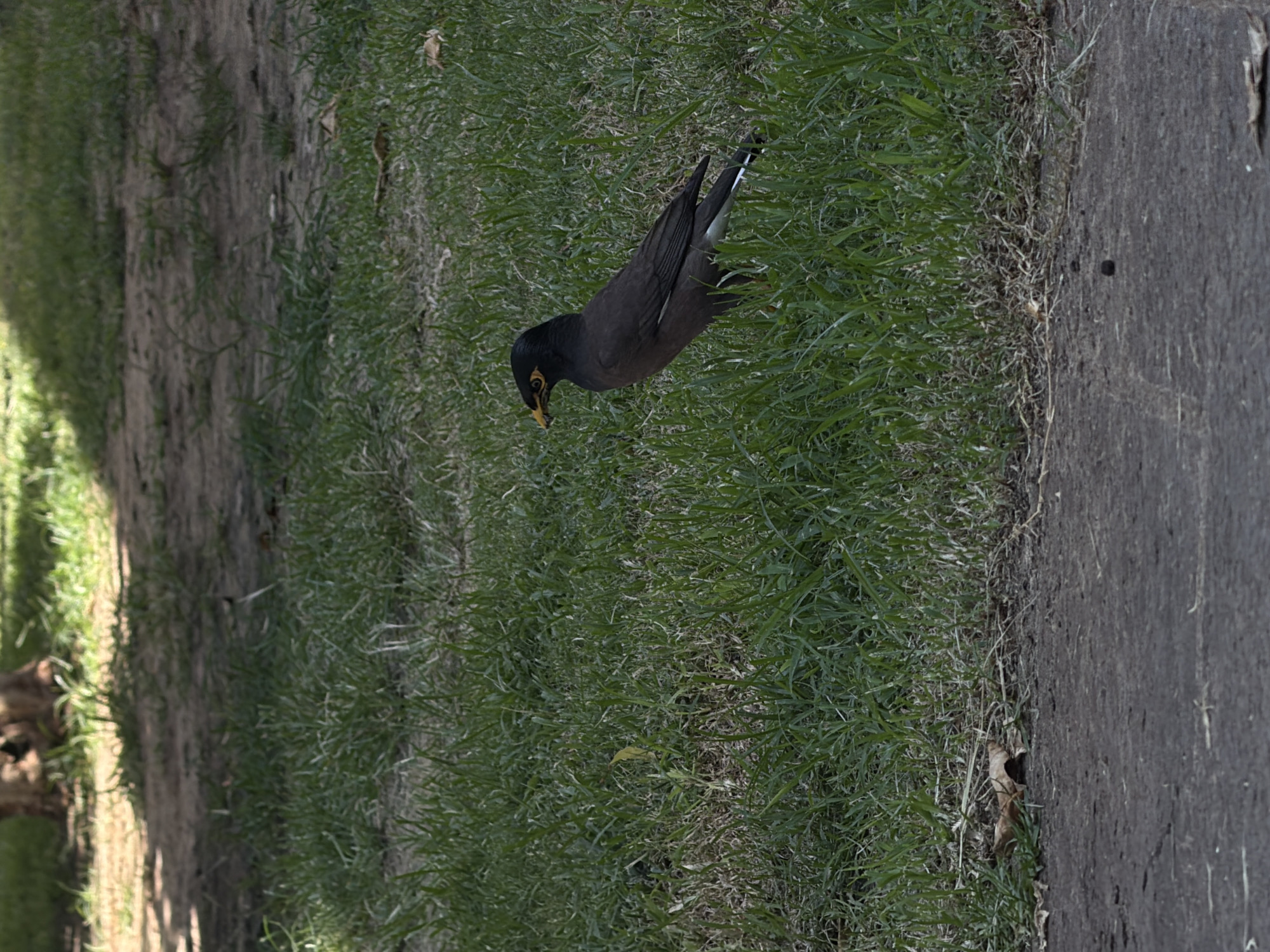 A medium shot captures a common myna bird standing in lush green grass, its dark brown feathers contrasting with its yellow beak and eye. The bird faces left, appearing to peck at something in the grass. The background consists of dry dirt and sparse vegetation, with dappled sunlight filtering through unseen trees, suggesting an outdoor setting. The ground in the foreground is a dark, rough texture, possibly asphalt or packed dirt. The overall scene appears to be a park or a similar grassy area within an urban environment. The image does not contain any specific clues to pinpoint the exact location within Tel-Aviv, Israel, but the presence of a common myna bird and the general landscape are consistent with many urban parks in the region.