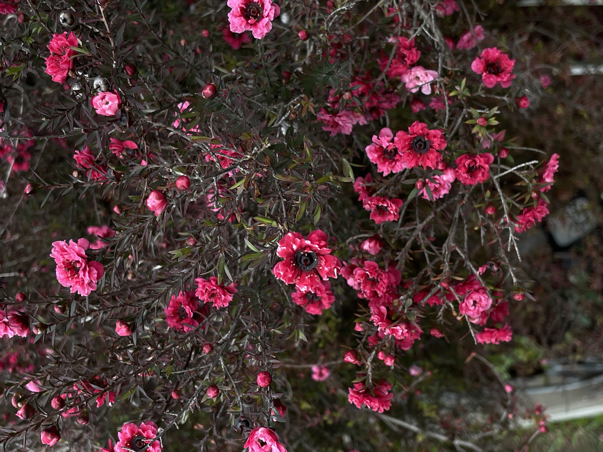 The image presents a close-up, high-angle view of a flowering shrub, densely covered in vibrant fuchsia-pink blossoms and buds. The primary subjects are the numerous small flowers, which display a range of bloom stages from tightly closed buds to fully open petals. Many of the open flowers feature distinctive dark, almost black, centers, providing a stark contrast to their bright pink petals. The petals themselves appear delicate, sometimes slightly ruffled or layered, indicating a possible double-flowered variety.
The plant's foliage is dark, predominantly reddish-brown to a deep burgundy, with some areas showing a darker green hue. The leaves are small and narrow, forming a dense, intricate network of branches that interweave to create a full bush.
No specific activity or event is taking place beyond the natural process of blooming. The lighting appears soft and diffused, possibly indicating an overcast day or shaded conditions, as there are no harsh shadows, which allows the rich colors of the flowers and foliage to be clearly visible. The background is softly blurred, keeping the focus entirely on the intricate details of the plant. Based on the provided context, the location of this flowering shrub is Sochi, Russia. There is no visible text in the media file. The overall impression is one of lush, detailed natural beauty.
