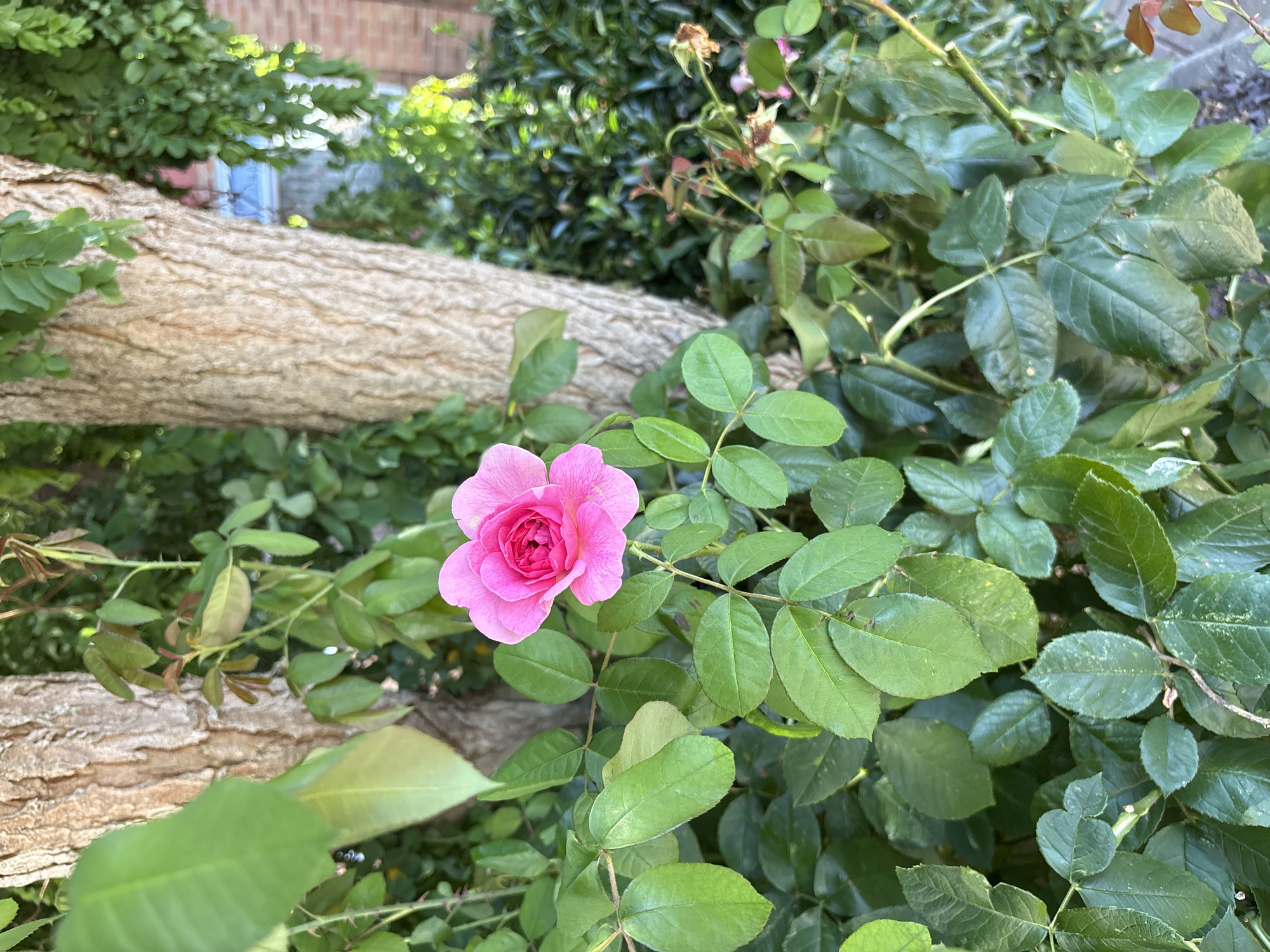 A single, vibrant pink rose is the central focus of this close-up, outdoor photograph. The rose is in full bloom, with delicate petals unfurling to reveal a more concentrated center. It is surrounded by lush, green rose leaves, some of which are lighter and more vibrant, while others are a deeper, more mature green. The rose bush appears to be growing near the trunk of a tree, the rough, textured bark of which is visible to the left and right of the bloom. The background is a blur of greenery, with hints of a brick building and windows suggesting an urban or suburban setting. There are no people or animals present in the image. The lighting suggests it is daytime, with dappled sunlight illuminating the scene. The overall impression is one of natural beauty and growth.