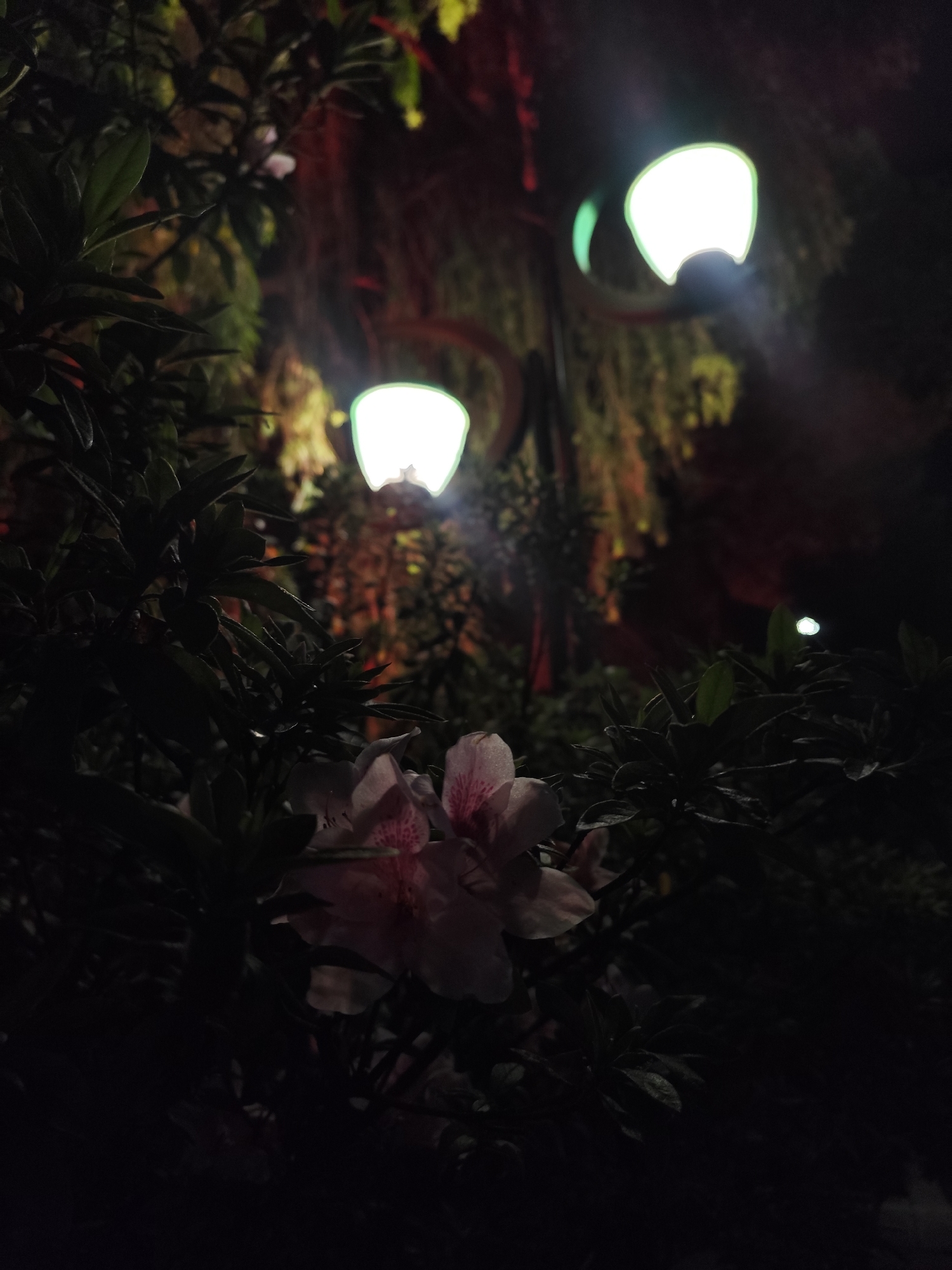 The photo depicts a nighttime scene in Da Lat, Vietnam. Two street lamps are visible, their lights shining brightly against the dark background. In the foreground, there is a cluster of light pink flowers with dark pink streaks and spots. The flowers are partially obscured by dark green leaves. Additional foliage and trees are visible in the background, with some red and green lighting partially illuminating the area behind the street lamps. The scene appears quiet and still.