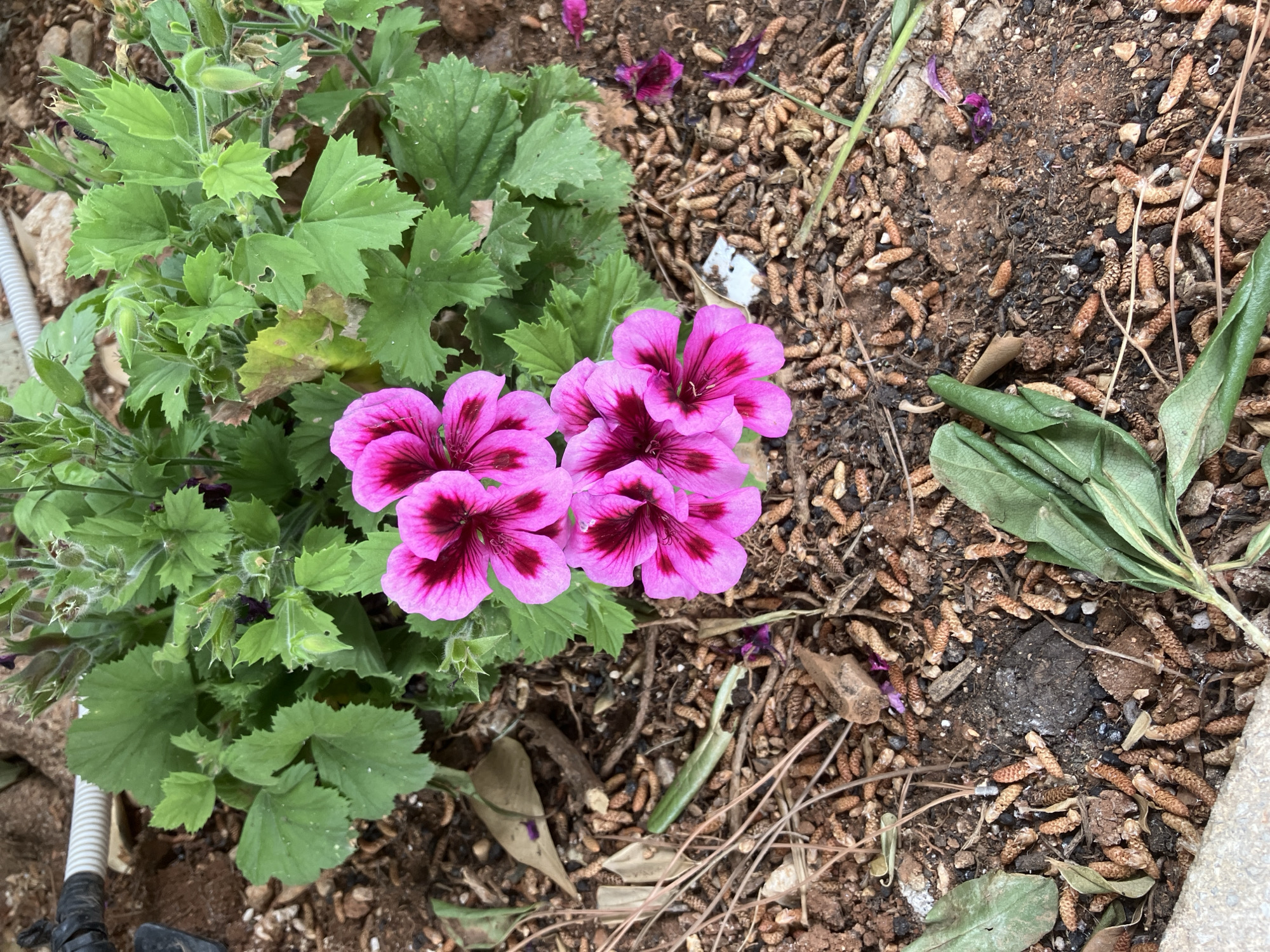 The image displays a vibrant close-up of a flowering plant in an outdoor setting. The main subject is a cluster of fuchsia-pink flowers, likely geraniums or pelargoniums, featuring darker magenta or deep purple blotches at the base of their petals. These flowers are centrally located, surrounded by their healthy, medium-green, lobed, and serrated leaves. Several flower buds are visible among the foliage, particularly on the left side of the plant.
The plant is rooted in dark brown soil, which is heavily covered with numerous small, elongated, light brown, textured fragments resembling dried pine cone scales or catkins. This organic ground cover extends across the right and lower portions of the frame, giving the scene a natural, somewhat unkempt garden appearance. Scattered within this ground cover are a few larger, dried green leaves and some thin, dried plant stems. In the lower left corner, a segment of a white, corrugated pipe or hose is visible.
The lighting suggests it is daytime, casting an even illumination over the scene with no harsh shadows. No people or animals are present, and no specific activity is taking place; it is a static snapshot of nature. There is no visible text in the image. The overall impression is that of a thriving plant in a natural, earthy environment.