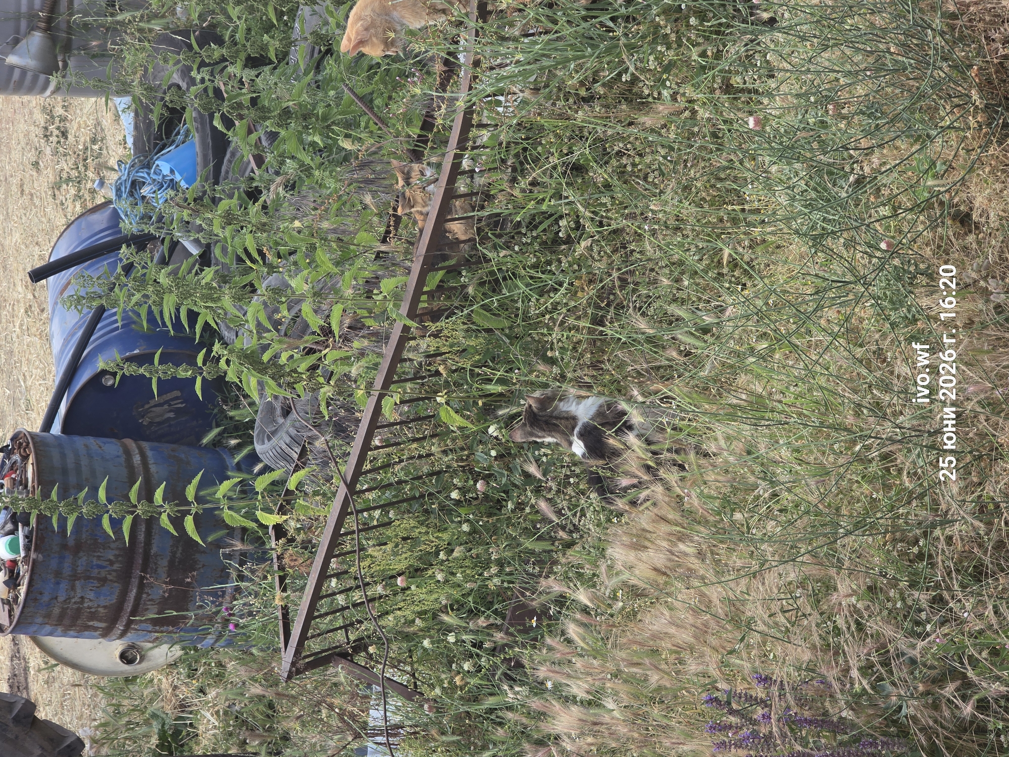 In an outdoor setting in Chal, Bulgaria, two cats are the primary subjects amidst a rural backdrop. One cat, a ginger tabby, is partially visible in the upper portion of the image, looking downwards. The other cat, a calico or tortoiseshell with white markings, is seated in the tall green grass, appearing alert and looking towards the right.
The scene is cluttered with various objects, including large blue metal barrels, one of which is prominently displayed in the left of the frame, appearing weathered and rusty. A blue plastic object and a coiled blue rope are also visible near the barrels. A dark metal fence or grate lies horizontally across the middle of the scene, partially obscured by the dense vegetation. The ground is covered in dry straw-like grass and a variety of green plants, including some with small white flowers and taller, thin stalks of grass with feathery seed heads. Purple wildflowers are also present in the lower right corner.
The image is taken during daylight, likely in the late afternoon given the quality of light. The overall impression is one of a slightly neglected, rustic outdoor space where nature is reclaiming discarded items. The visible text in the lower right corner reads "ivo.wf 25 юни 2026 г. 16:20", which appears to be a watermark or caption indicating a date and time.