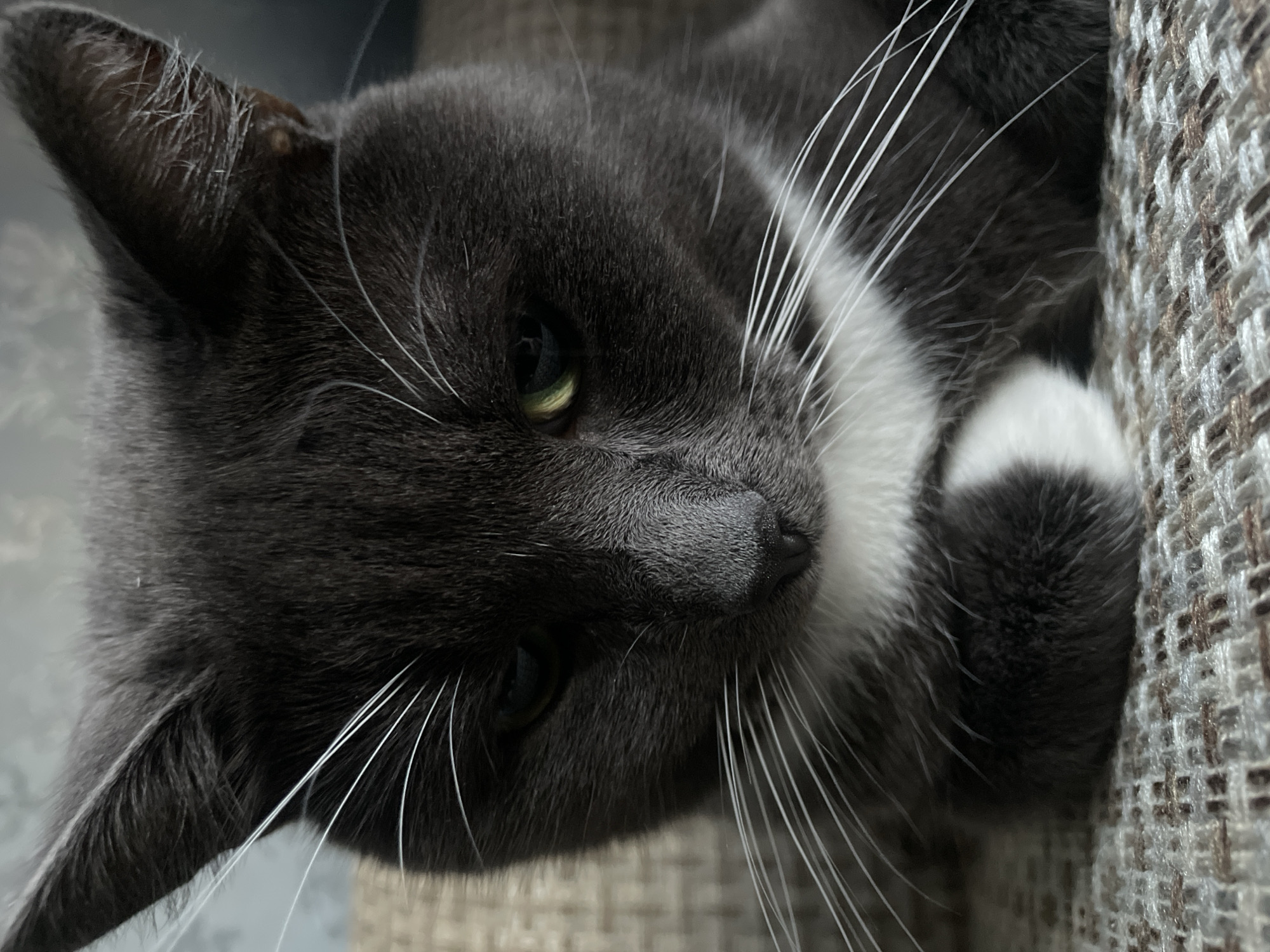 A close-up portrait shot depicts a domestic cat with dark gray fur and white markings on its chest and one visible paw. The cat is lying down, with its head gently tilted and its green-yellow eyes partially open, gazing calmly to the left. Numerous long, white whiskers fan out prominently from its muzzle.
Detailed features include the fine texture of its dark gray fur, especially around its ears and face. One ear is clearly visible, revealing a small, light brown mark, possibly a minor scar or natural marking. Its nose is dark and appears smooth. The white fur patches offer a stark contrast to its charcoal-colored coat.
The background consists of a soft, textured fabric, likely upholstery, exhibiting a woven pattern in muted shades of brown and beige. The lighting is soft and ambient, indicative of an indoor setting. The cat appears relaxed and contemplative. There are no visible location cues within the image itself or any discernible text. The scene is set in an indoor environment in Сырково, Russia.