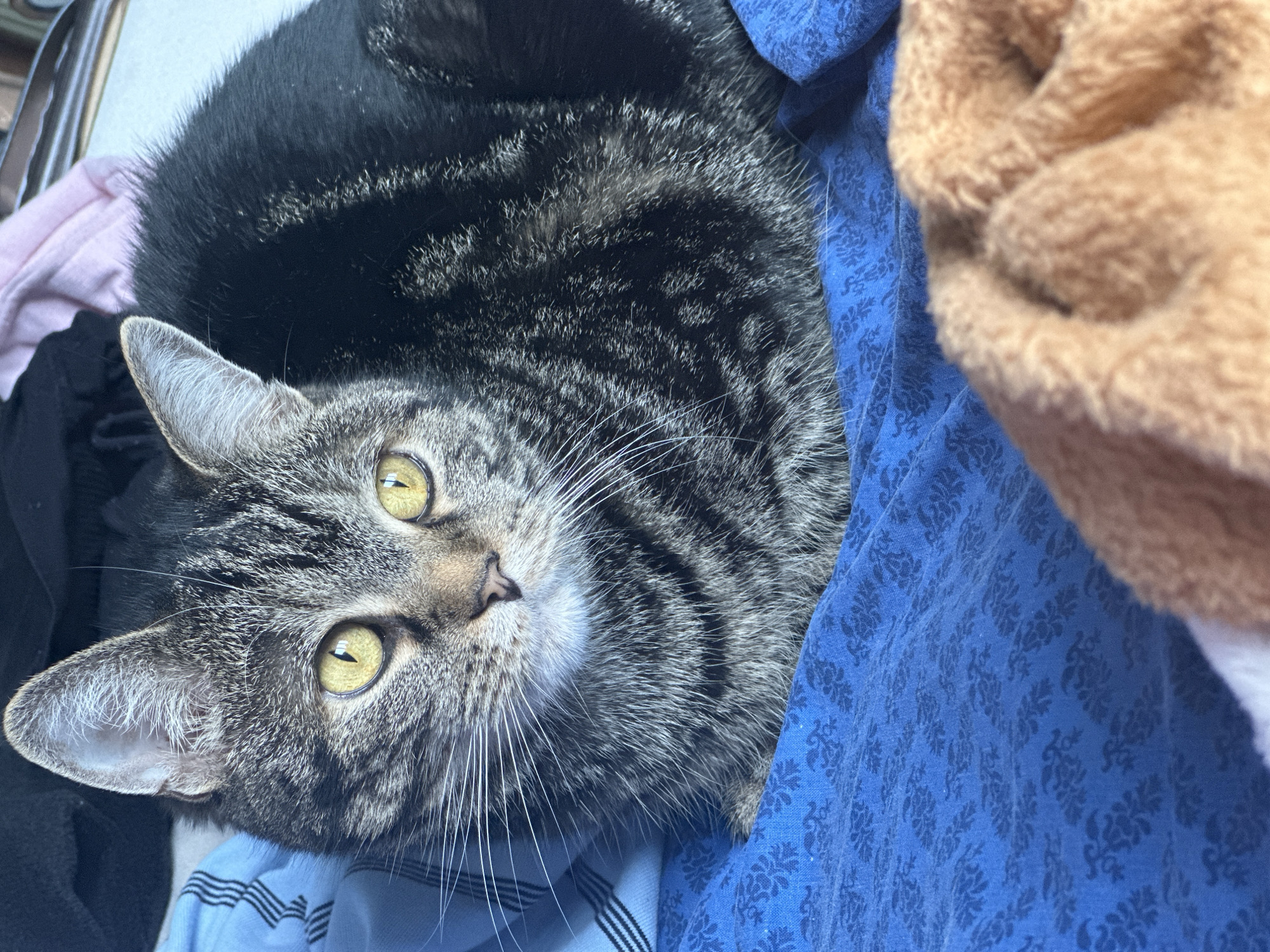A gray tabby cat with yellow eyes is lying on a bed of clothing. The cat is facing the camera. The clothing is a mix of blue, black, pink, and brown. The bed of clothing appears to be indoors. The location is unknown. There is no indication of the image being taken in Stavropol, Russia.