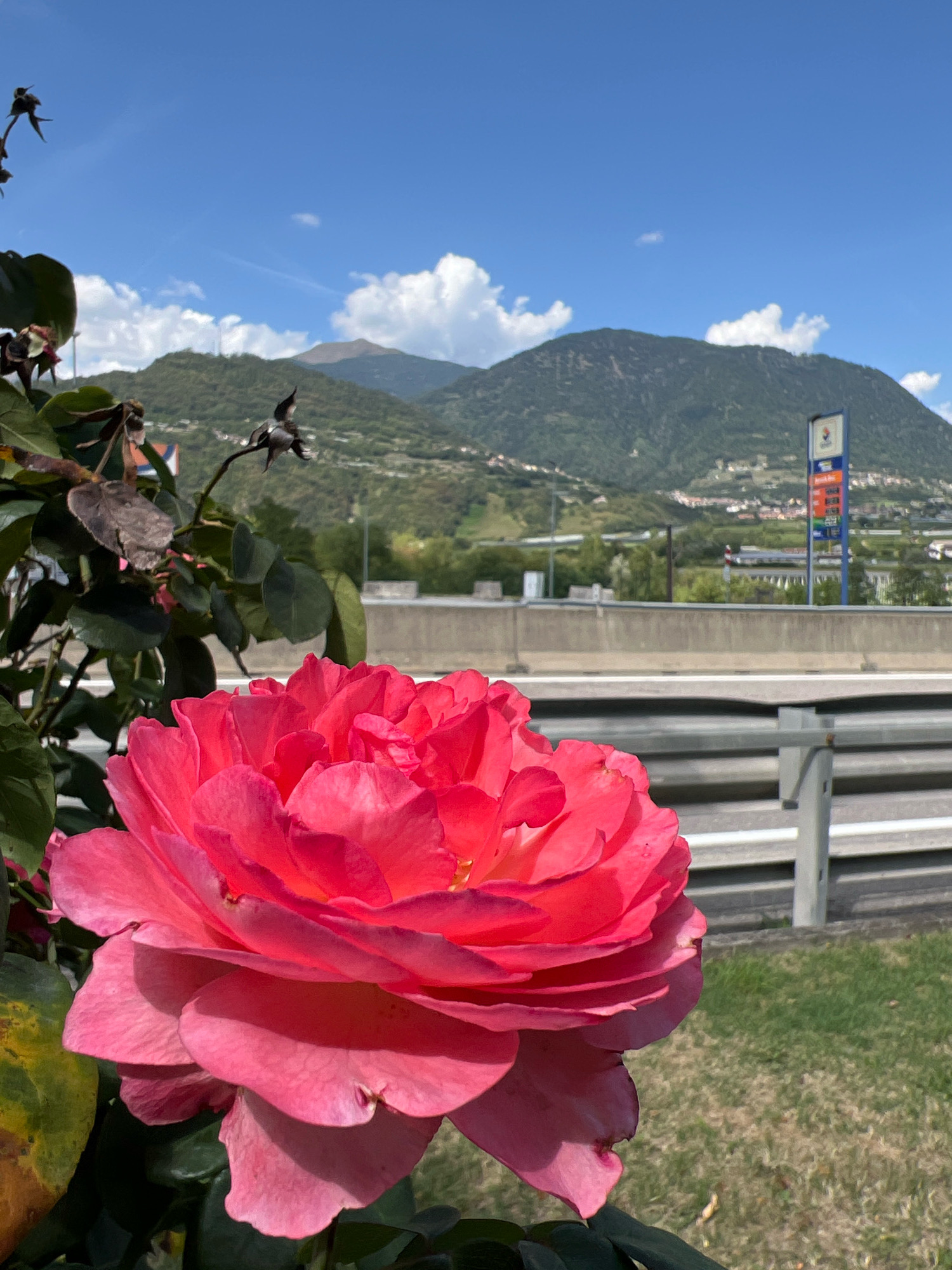 A bright pink rose is in the foreground, filling the bottom right of the frame. The rose has many petals and is in focus, with the background blurred. Behind the rose, a highway barrier separates the road from a grassy area. Further in the distance, a town with buildings is nestled at the foot of a green, tree-covered mountain. The sky is a clear blue with scattered white clouds. A gas station sign with various colored panels is visible on the right side of the frame, in front of the town and mountain. The image appears to be taken on a sunny day, likely in Castelnuovo, Italy, given the presence of a highway and mountainous terrain typical of the region. There are no people or animals visible in the image.