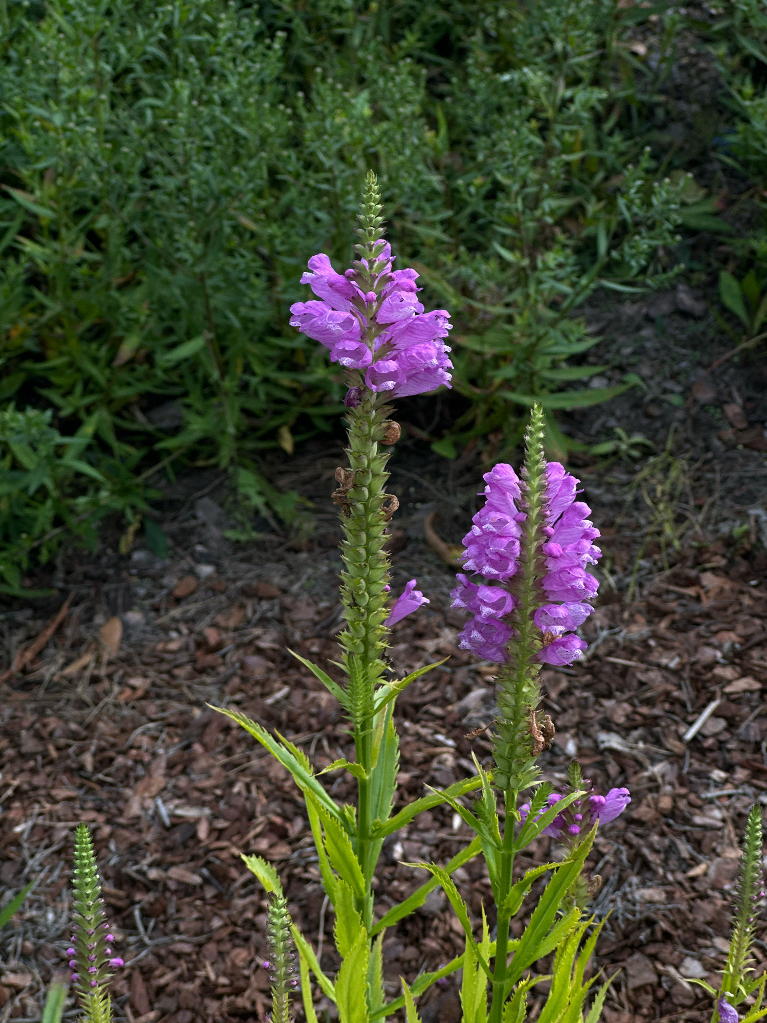 This is a close-up, eye-level, vertical photograph of two flowering plants with spikes of purple, tubular blossoms. The plants have green, serrated leaves and are set against a blurred background of green foliage and dark brown mulch. The foreground shows more of the mulch and the base of the plants. The lighting is natural and appears to be daylight. The image does not provide any information about the location in London or the United Kingdom, nor does it depict any people, actions, or interactions.