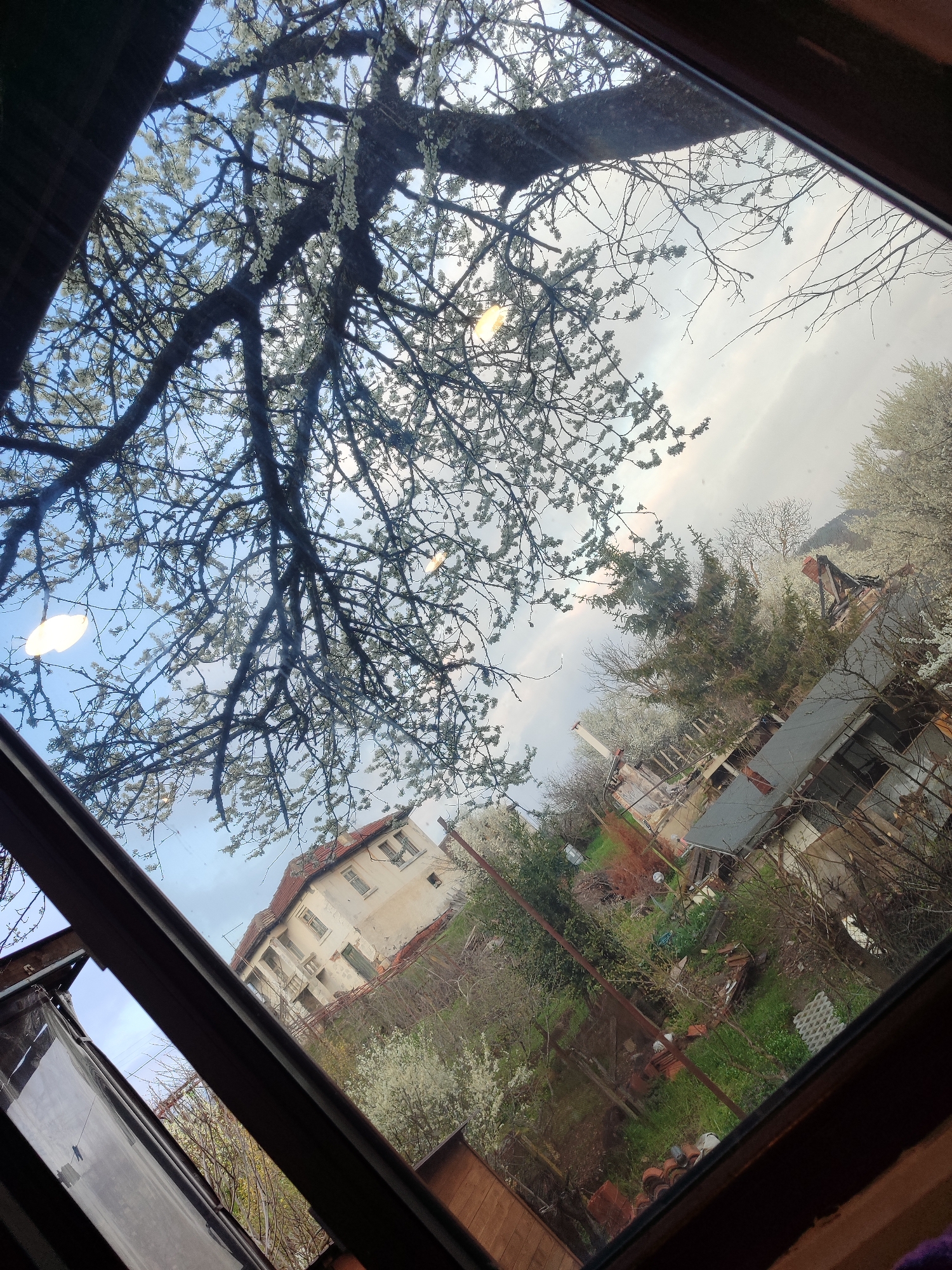 A tilted view through a window frame captures a rural landscape in Varshilo, Bulgaria. A large tree with white blossoms dominates the upper portion of the frame against a sky with a mix of blue and overcast sections. Below the tree, several houses and outbuildings with roofs of various materials and in differing states of repair are visible. Vegetation, including flowering trees and ground cover, fills the spaces between the buildings. The overall scene suggests a residential area on a hillside or sloping terrain. The perspective and framing indicate the photo was taken from indoors, looking outward.