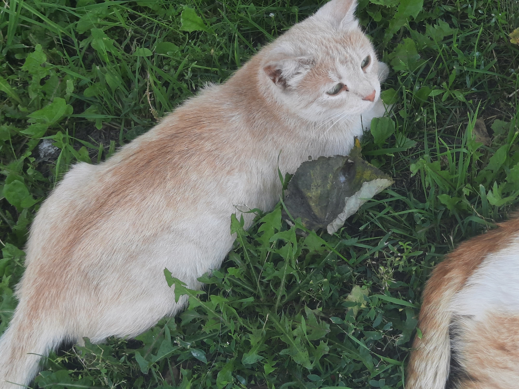 A light orange tabby cat with green eyes is lying in lush green grass. The cat's fur is short and appears to be a mix of cream and light orange. A portion of another cat's tail, with similar coloring, is visible in the lower left corner of the image. The background is composed of grass and some fallen leaves. The scene appears to be an outdoor setting, likely in a garden or park. The image does not contain any information that would allow for the identification of its location in Shklov, Belarus.