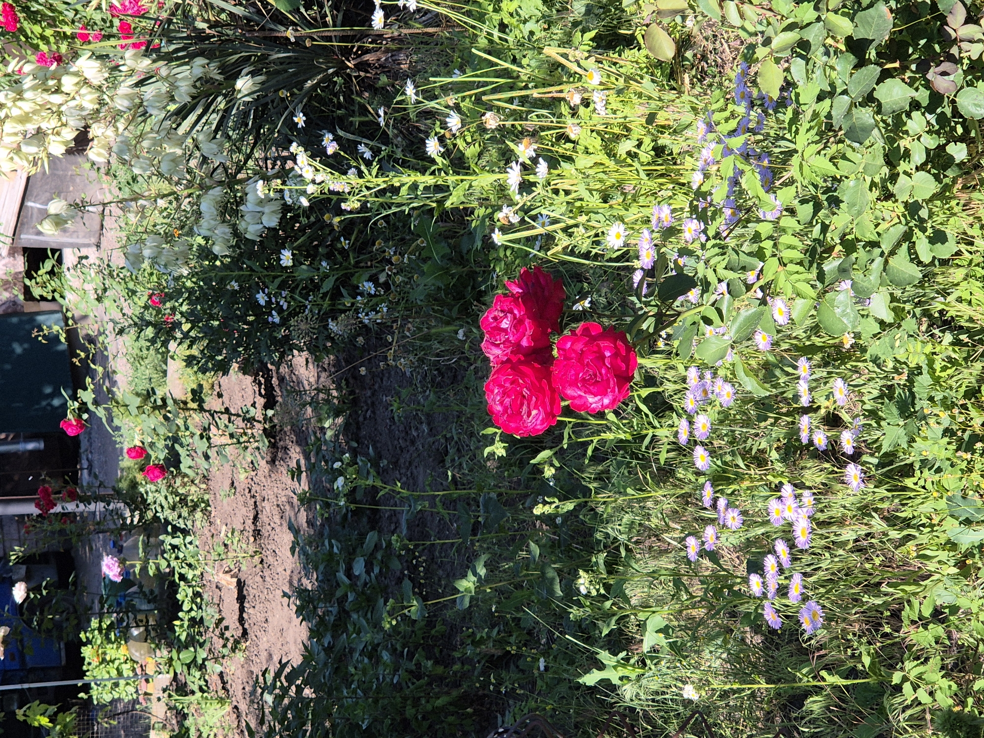 The image depicts a garden scene in Sozonivka, Ukraine. In the foreground, a cluster of three vibrant fuchsia-colored roses is prominently displayed, with one rose slightly separated from the other two. Behind the roses, a dense patch of small, light purple flowers with yellow centers is visible, interspersed with blades of tall green grass. Further back, a tall, thin stem rises with numerous small white flowers and yellow centers. To the right, a large yucca plant with numerous white bell-shaped flowers dominates the background, with red roses also visible further back. The ground is covered in soil and more greenery. The scene appears to be a sunny day. There are no people or animals present. The overall impression is of a lush, blooming garden.