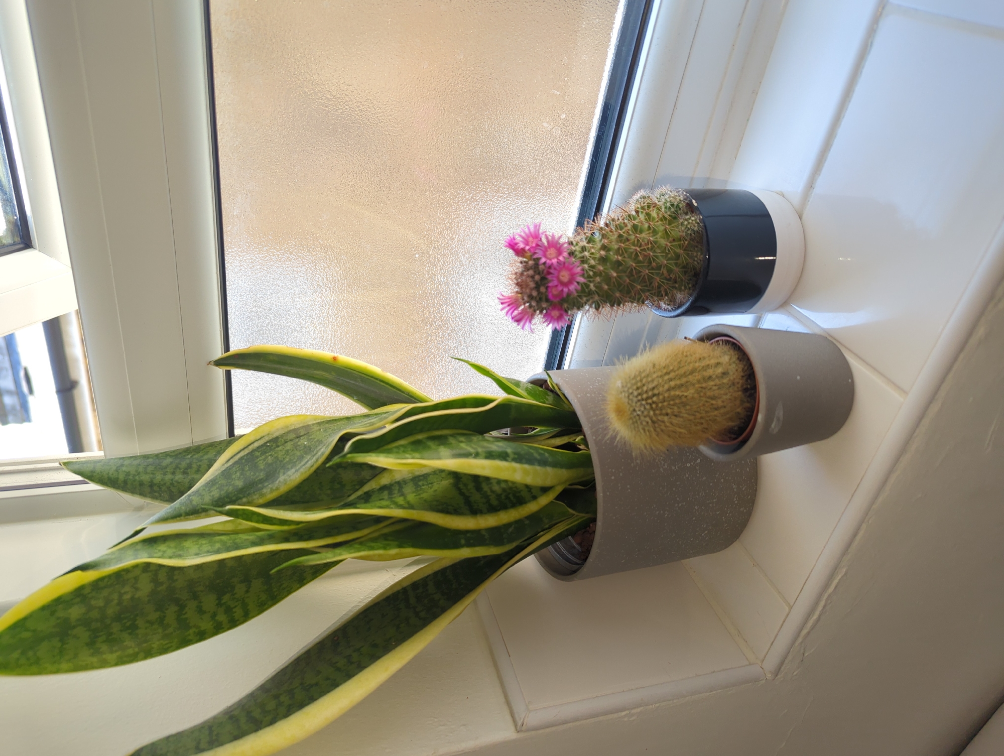 The image shows three potted plants on a white tiled surface in front of a window with frosted glass. The plant on the left is a snake plant, its green and yellow leaves extending towards the viewer. To the right are two cacti in pots, one gray and the other black and white. The cactus in the black and white pot has several pink flowers blooming on its side. The scene is well-lit, presumably from natural light coming through the window. There are no people visible in the image. The location of the image is not evident based on the given information, but the city is provided for informational purposes.