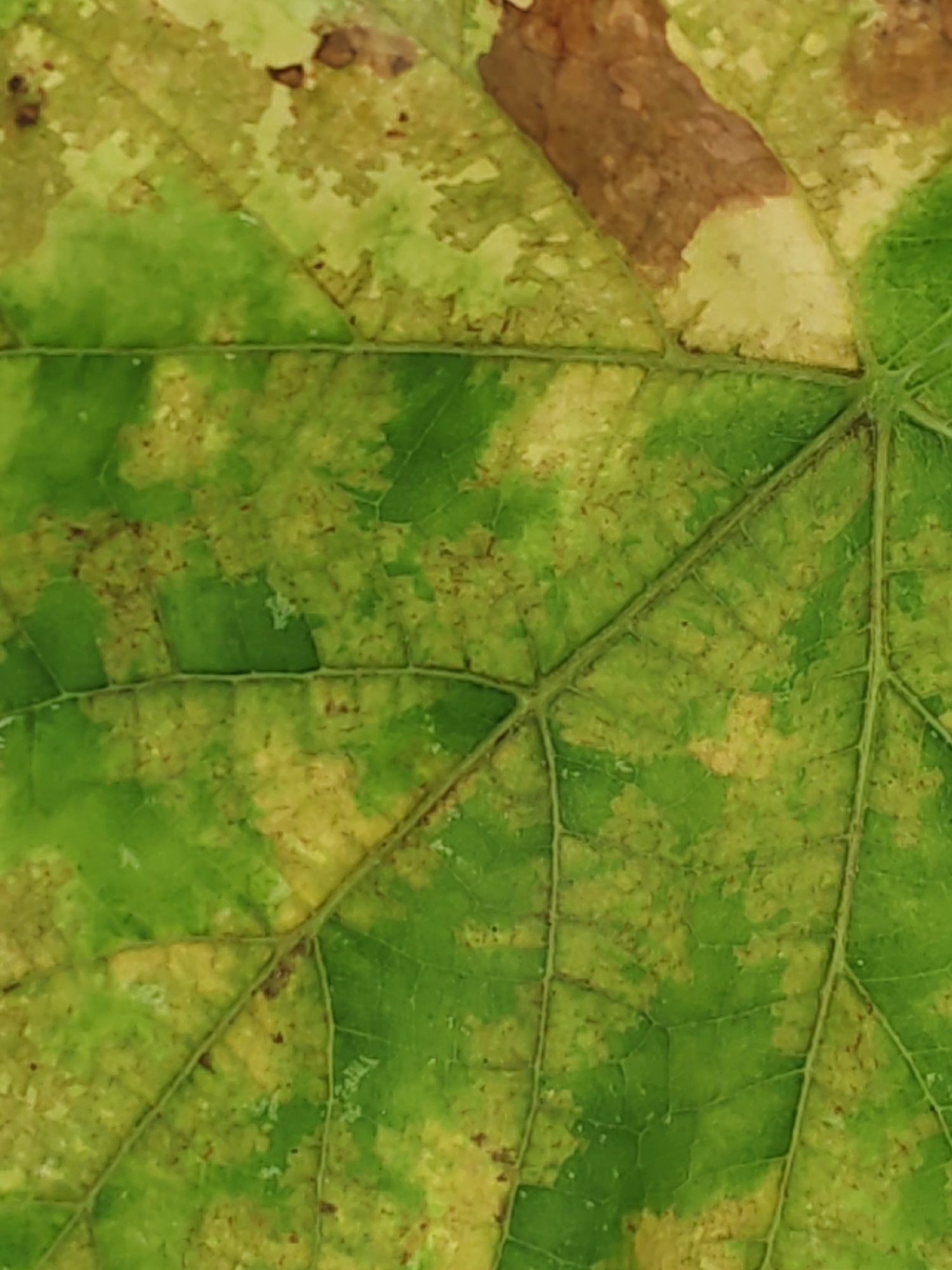 The image is a close-up, top-down view of a single decaying leaf. The leaf exhibits a patchwork of colors, with large areas of green interspersed with yellow and brown, indicating decay and possibly disease. Prominent veins crisscross the surface, defining distinct segments of the leaf. The texture appears dry and somewhat brittle. There are no people or any indication of a specific location within Rostov-on-Don, Russia. The image is solely focused on the botanical subject.