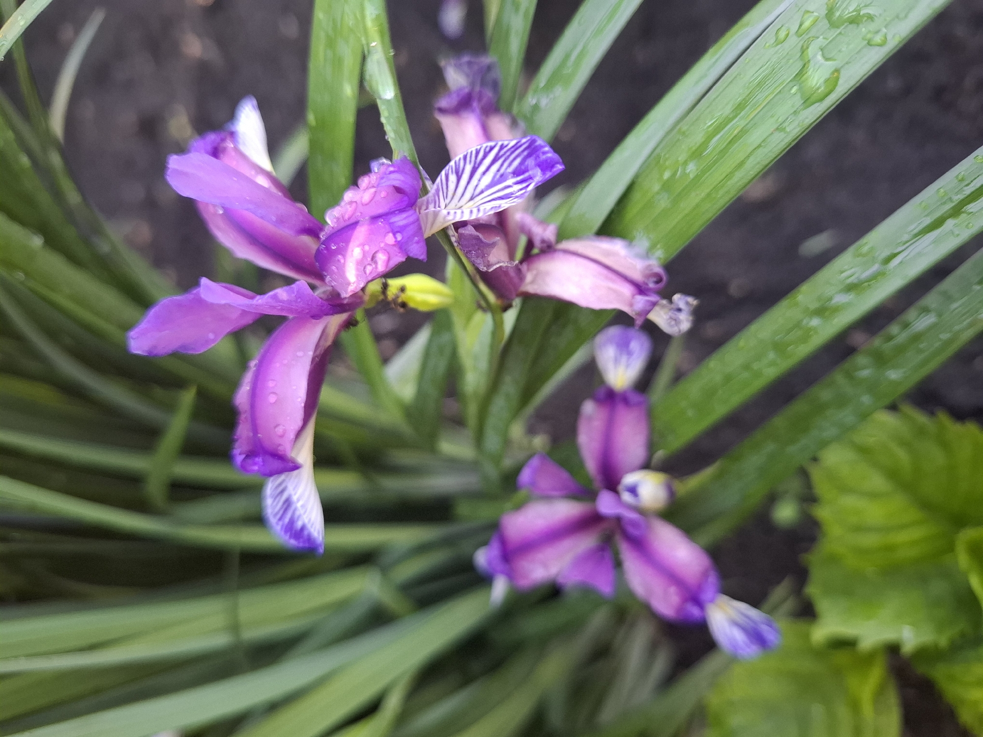 The image shows three purple and white iris flowers growing in a garden. The flowers are in various stages of bloom, with some petals showing signs of wilting. Water droplets are visible on the petals and leaves, suggesting recent rain or watering. The background consists of green grass-like foliage and dark soil. A portion of a green leafy plant is visible in the lower right corner. The location in Khlevnoye, Russia is not discernible from the image.