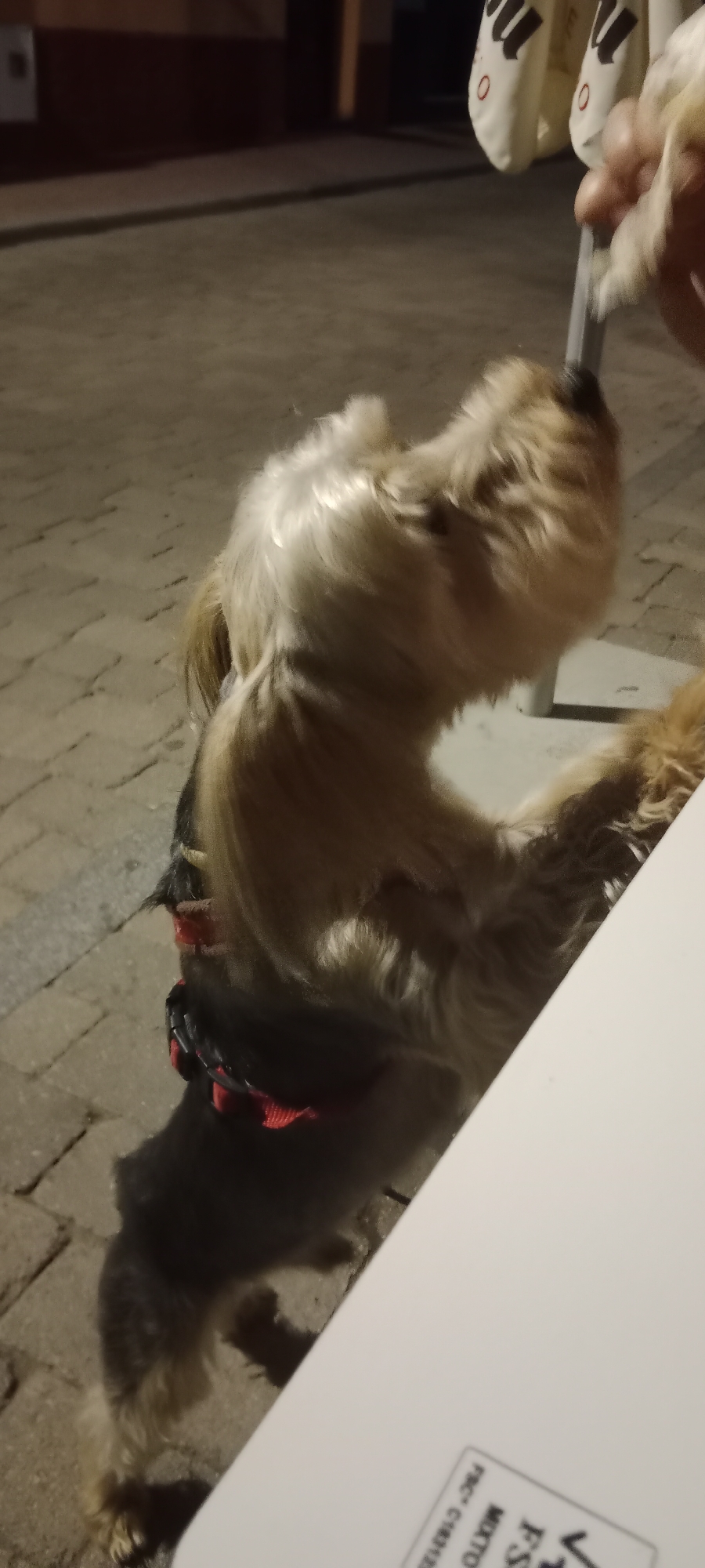 A small, shaggy dog with light brown and blonde fur is standing on a cobbled stone surface, reaching up with its paw towards a person's hand holding a treat. The dog is wearing a black harness with a red trim. In the background, there is a building with dark brown walls and a streetlamp illuminating the scene. Partially visible in the foreground is a white surface, possibly a table. The image appears to be taken at night or in low light conditions. The location is identified as Riaza, Spain.