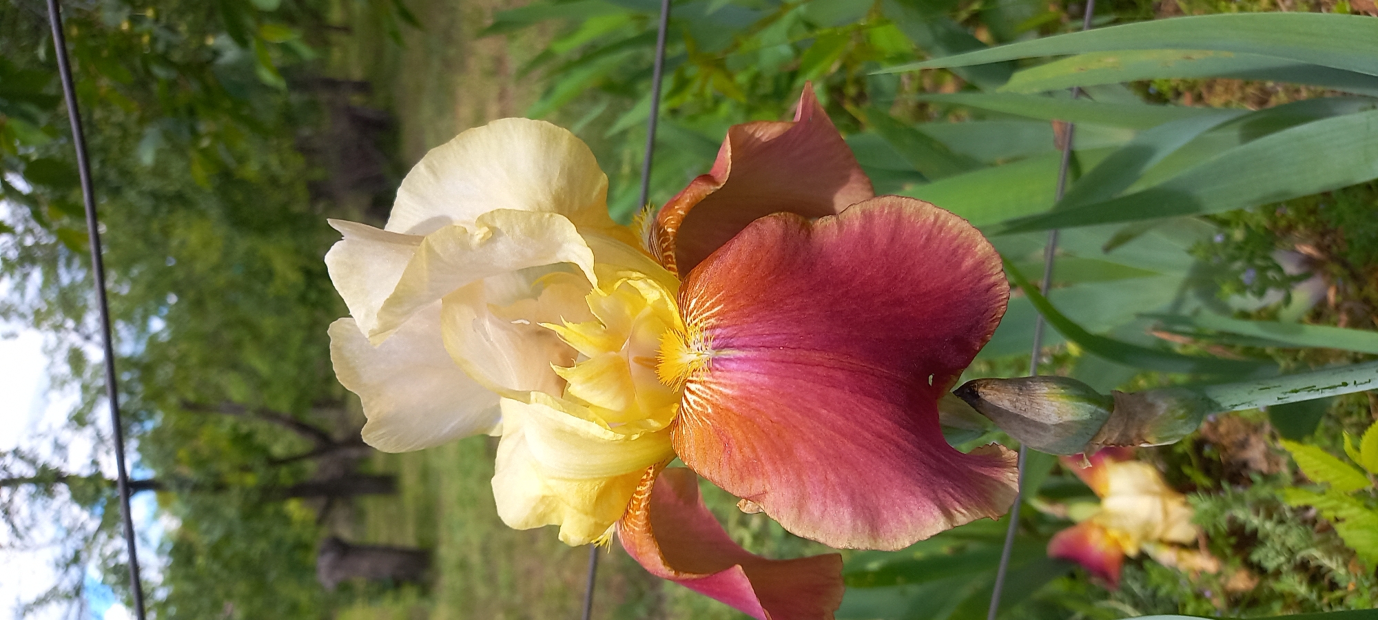 A close-up, eye-level shot shows a blooming iris flower with a complex color pattern, likely in a garden or natural setting. The flower exhibits a gradient from a pale yellow/cream color to a reddish-brown hue, with intricate patterns and veins visible on the petals. The background shows green foliage and glimpses of a wire fence, suggesting a cultivated or semi-wild environment. The setting is consistent with a garden or park and there is no evidence that places this in a specific city or location like Kryvyi Rih, Ukraine.