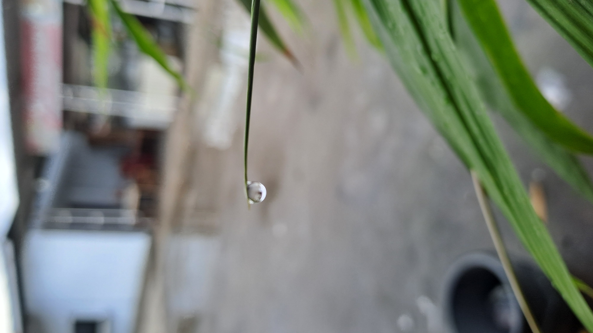 The image shows a close-up of a single dewdrop clinging to the tip of a blade of grass. The dewdrop is perfectly round and clear, reflecting the light. The grass blade is thin and green, and it extends horizontally across the frame. In the background, the scene is out of focus, showing a blurry gray surface that appears to be pavement. Beyond that, there are hints of buildings with white walls and a tiled roof, suggesting an outdoor environment, possibly in the city of Julikeude Dua, Indonesia, given the context. The overall impression is one of tranquility and natural beauty, highlighting the delicate detail of the dewdrop.