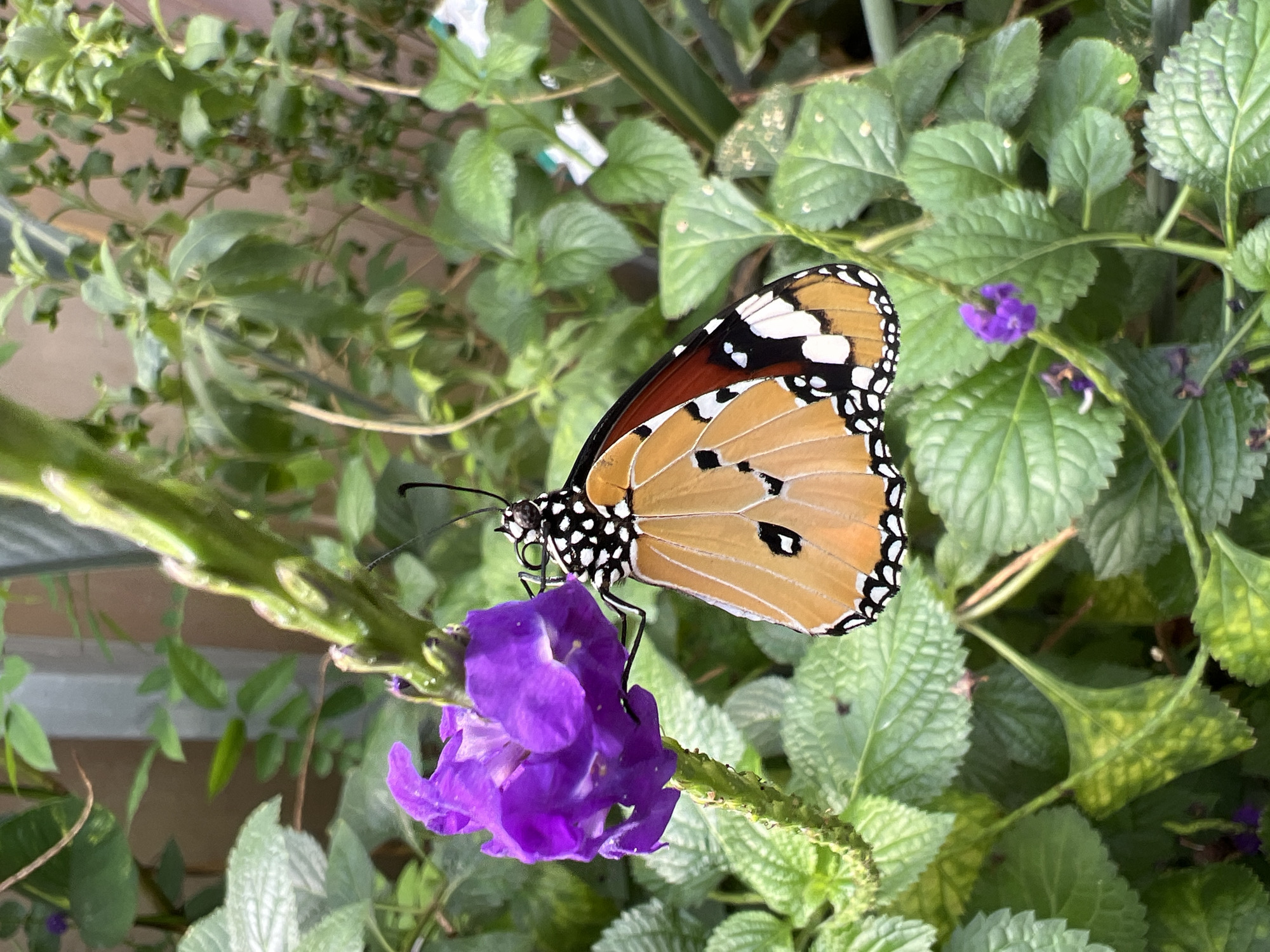 A butterfly with orange wings outlined in black and white sits atop a purple flower. The flower is part of a leafy green plant with small leaves, amidst other greenery. The scene is outdoors, possibly in a garden. No indication suggests it is located in the city of London, United Kingdom.