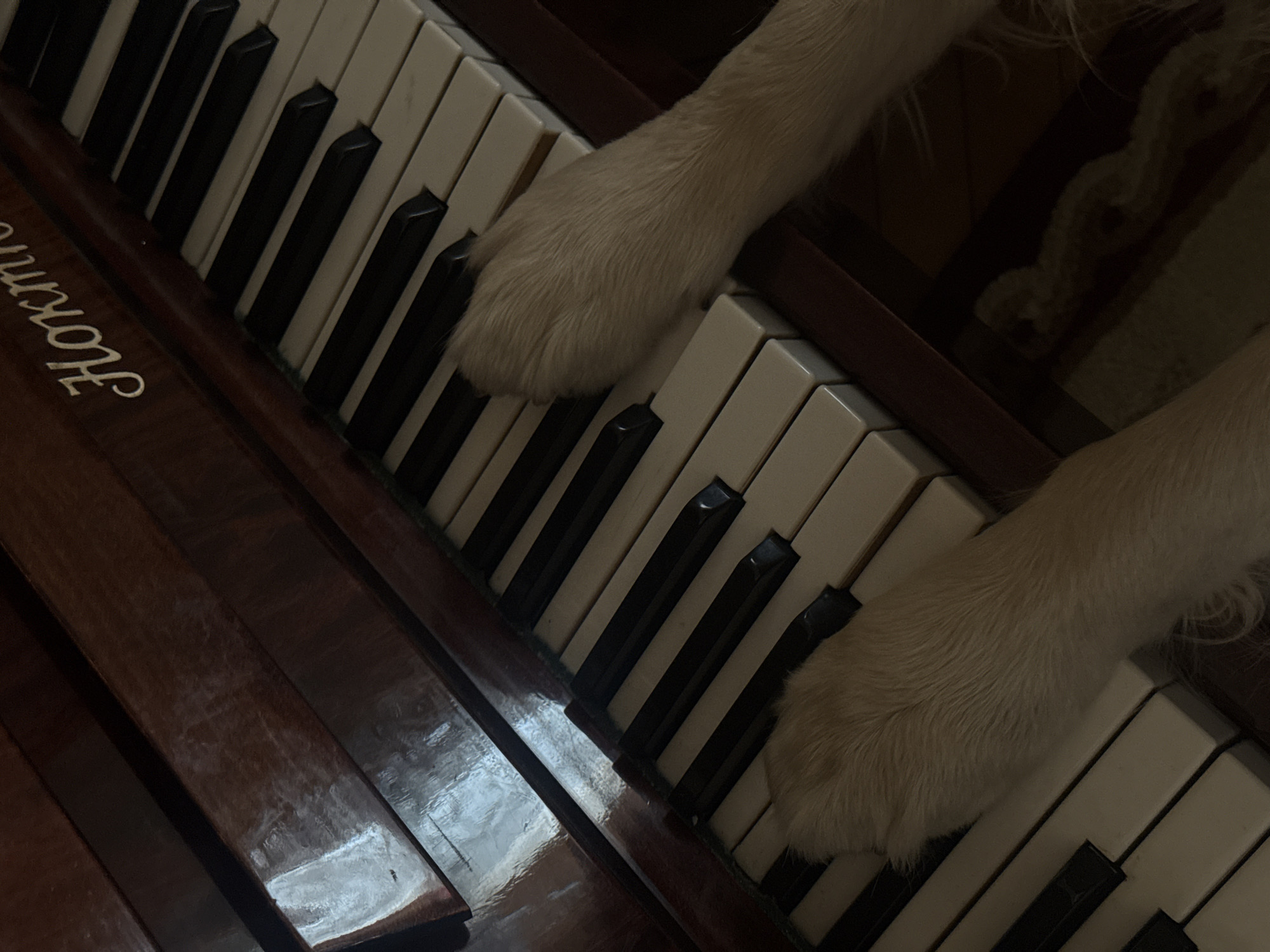 The image presents a close-up, high-angle view of two light-colored, furry dog paws interacting with the keys of a musical instrument. The paws, belonging to what appears to be a golden-colored dog, are positioned across the white and black keys, suggesting the dog is either playfully pressing them or resting its paws on the instrument.
The upper paw extends from the top left of the frame, partially visible as it reaches over several keys. The lower paw, entering from the right, is more fully shown, with its pads and nails distinctly resting on the keys. The instrument itself features a standard piano-style keyboard with alternating white and black keys.
The body of the instrument, made of dark, polished wood, is visible along the left and bottom edges of the frame. On the wooden surface, the brand name "Hohner" is clearly visible in an elegant script font, indicating the instrument is likely a Hohner piano, organ, or perhaps a keyboard accordion.
The lighting is soft and diffused, creating a somewhat intimate and cozy atmosphere. The scene is set indoors. The image captures a charming and somewhat humorous moment, highlighting the interaction between a pet and a musical instrument. No specific time of day or outdoor weather conditions are discernible from the indoor setting.