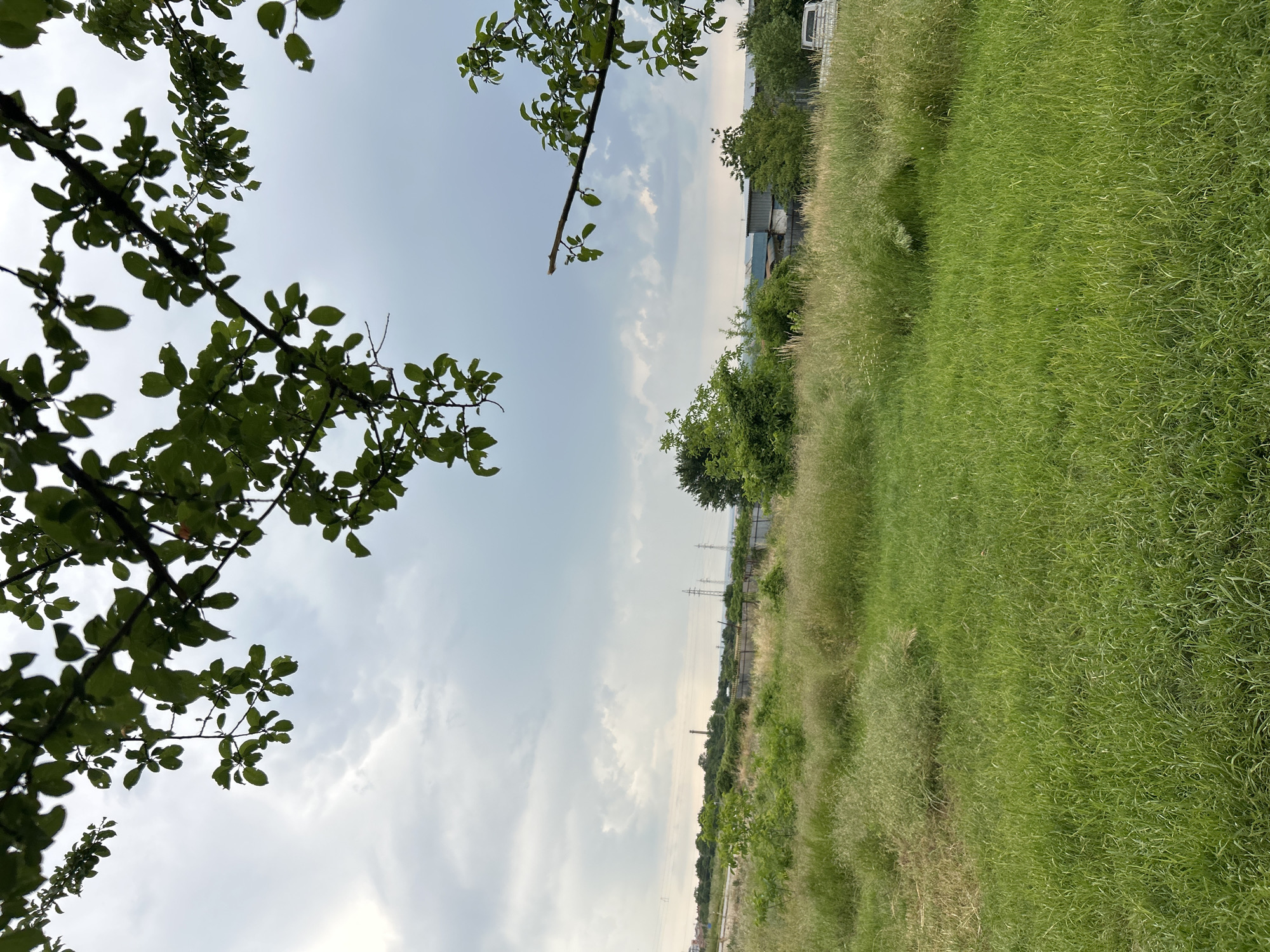 In an open field under a cloudy sky, a foreground of vibrant green grass extends into a background of taller, dry grass and scattered green bushes. A cluster of trees stands in the middle ground, behind which are a few low-rise buildings. In the distance, power lines and towers punctuate the horizon. The scene is framed by the branches and leaves of a tree in the upper portion of the image. The location is identified as Unknown, Unknown.