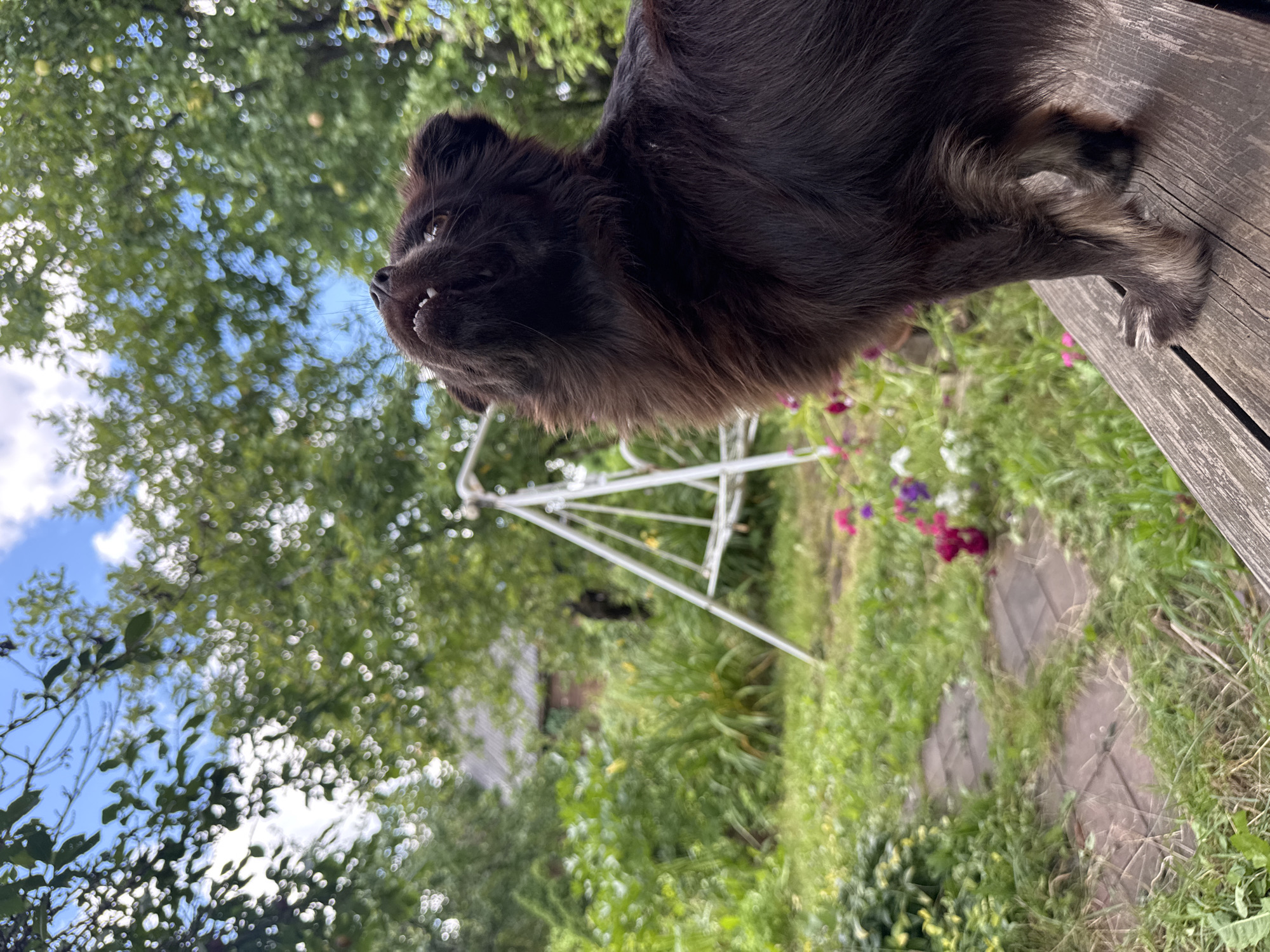 The image depicts a dark-haired dog with visible teeth looking upwards and to the right, perched on a weathered wooden surface. The background is a lush garden with green foliage, a path of flagstones, and a white swing set. A rustic building is visible in the distance, partially obscured by trees. The sky is blue with scattered clouds. The overall scene suggests a natural, outdoor setting, possibly a private backyard in a rural or semi-rural area. The provided location "Красная Пресня Снт, Russia" suggests this is a dacha cooperative settlement, which aligns with the appearance of the scene.