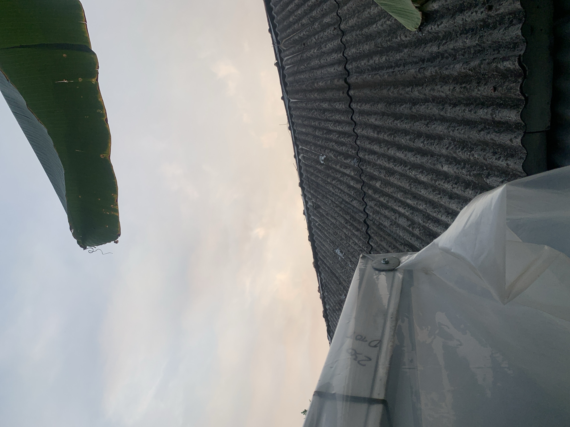 An overcast sky with soft, pale orange and white clouds forms the backdrop of this image. In the upper portion of the frame, a large, dark green leaf, likely from a banana tree, extends from the right edge, its textured surface and slightly curled edges visible against the sky.
Dominating the middle ground is the corrugated roof of a building, appearing weathered and dark gray with visible lines of debris or moss. The roof exhibits a repetitive, wavy pattern.
In the foreground, a section of a translucent white material, possibly plastic sheeting or a tarp, is draped over a metallic frame. There are handwritten markings on this white material, including "236" and "Dto". A circular metallic fastener is visible securing the sheeting to the frame.
The scene is likely from Palembang, Indonesia, given the architectural style of the roof and the presence of tropical foliage, consistent with the region's climate and common building materials. No people are visible in the image. The overall impression is one of an outdoor, possibly residential or storage area, with elements of both natural and constructed environments.