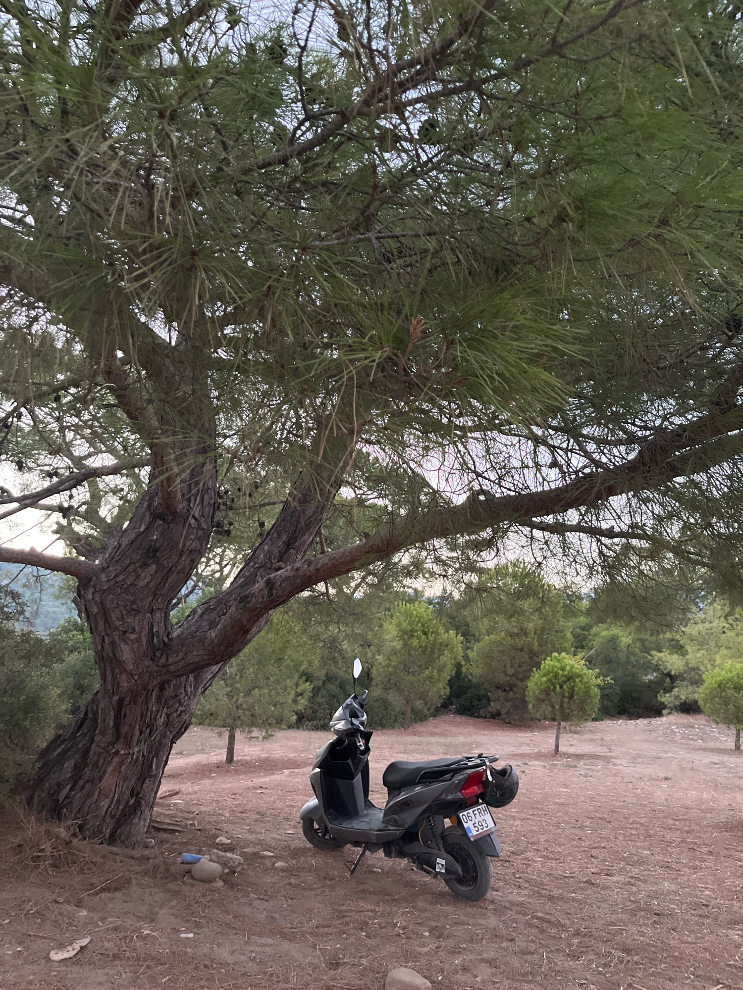 A charcoal grey scooter is parked on a dirt patch beneath a large pine tree with a thick, textured trunk. The scooter has a black seat, a silver mirror, and a license plate that reads "06 FRH 593". A helmet is secured to the back of the scooter. The ground is covered in dry pine needles and small stones. In the background, a dense forest of green trees extends to a hazy horizon, suggesting a location in the outskirts of Kemer, Turkey, where natural landscapes are common. The lighting indicates it is either early morning or late evening, with the sky appearing overcast.