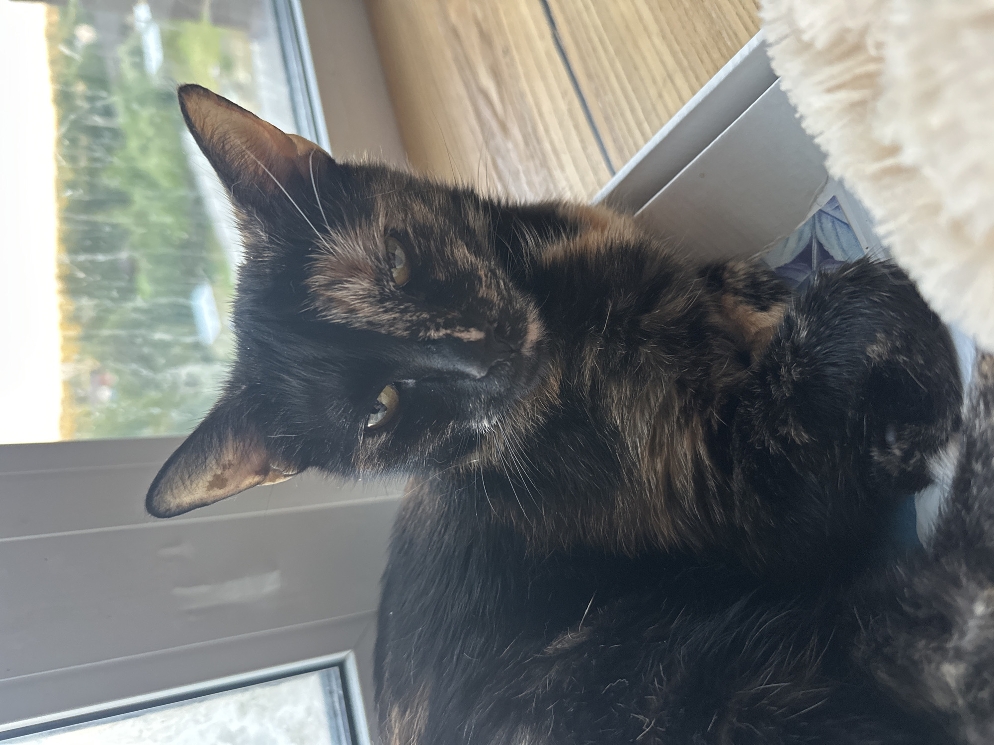 A tortoiseshell cat lies in a shallow white box on a wooden surface, possibly a windowsill. The cat is mostly black with patches of brown and tan. Its head is turned to the left, with its right eye visible and looking towards the camera. The background shows a window with a blurred view of greenery and a hazy sky, suggesting an outdoor scene. The lighting is soft, indicating it may be early morning or late afternoon. The overall impression is of a domestic animal resting indoors. The location of Virki, Russia is not discernible from the visual information present in the image.