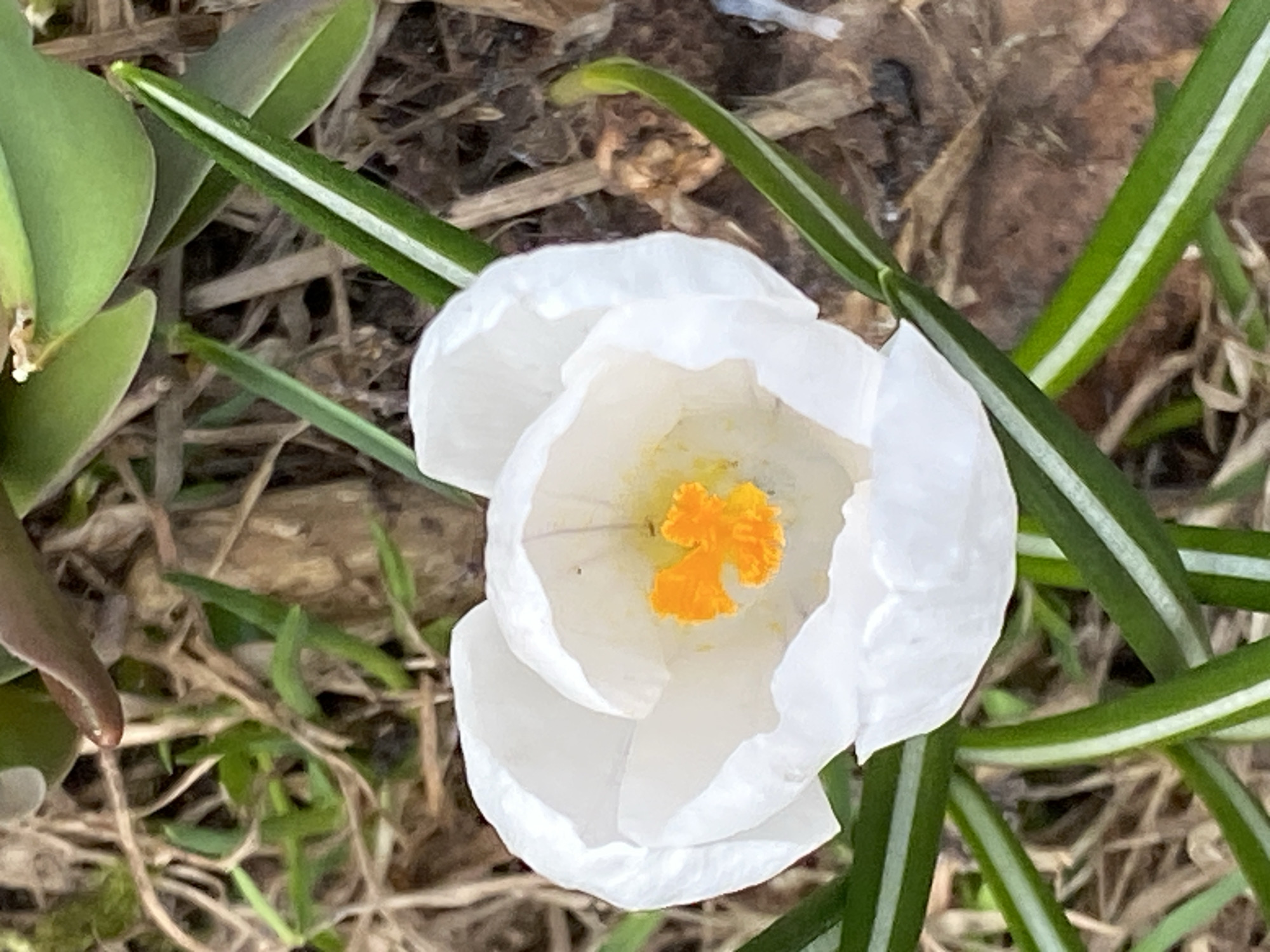 The image captures a close-up, top-down perspective of a single white crocus flower in full bloom. The flower's petals are a soft, pure white, gently curving outwards. At its center, a striking cluster of vibrant orange-yellow pistils and stamens is clearly visible, forming a distinct contrast with the white petals.
Surrounding the crocus are several thin, green leaves. Many of these leaves feature a prominent white stripe running longitudinally down their center. The background consists of a mix of earthy tones, including dried brown leaves, small twigs, and patches of dry grass or soil, suggesting an outdoor, natural environment. Some blurred green foliage is also visible in the upper left corner.
The scene depicts the natural process of a flower blooming, characteristic of early spring. The lighting suggests it is daytime. There are no people, visible activities, or discernible text within the image. The setting appears to be a garden or natural ground cover. While the location context is Марковский, Russia, no specific visual cues in the image directly indicate this geographical location.