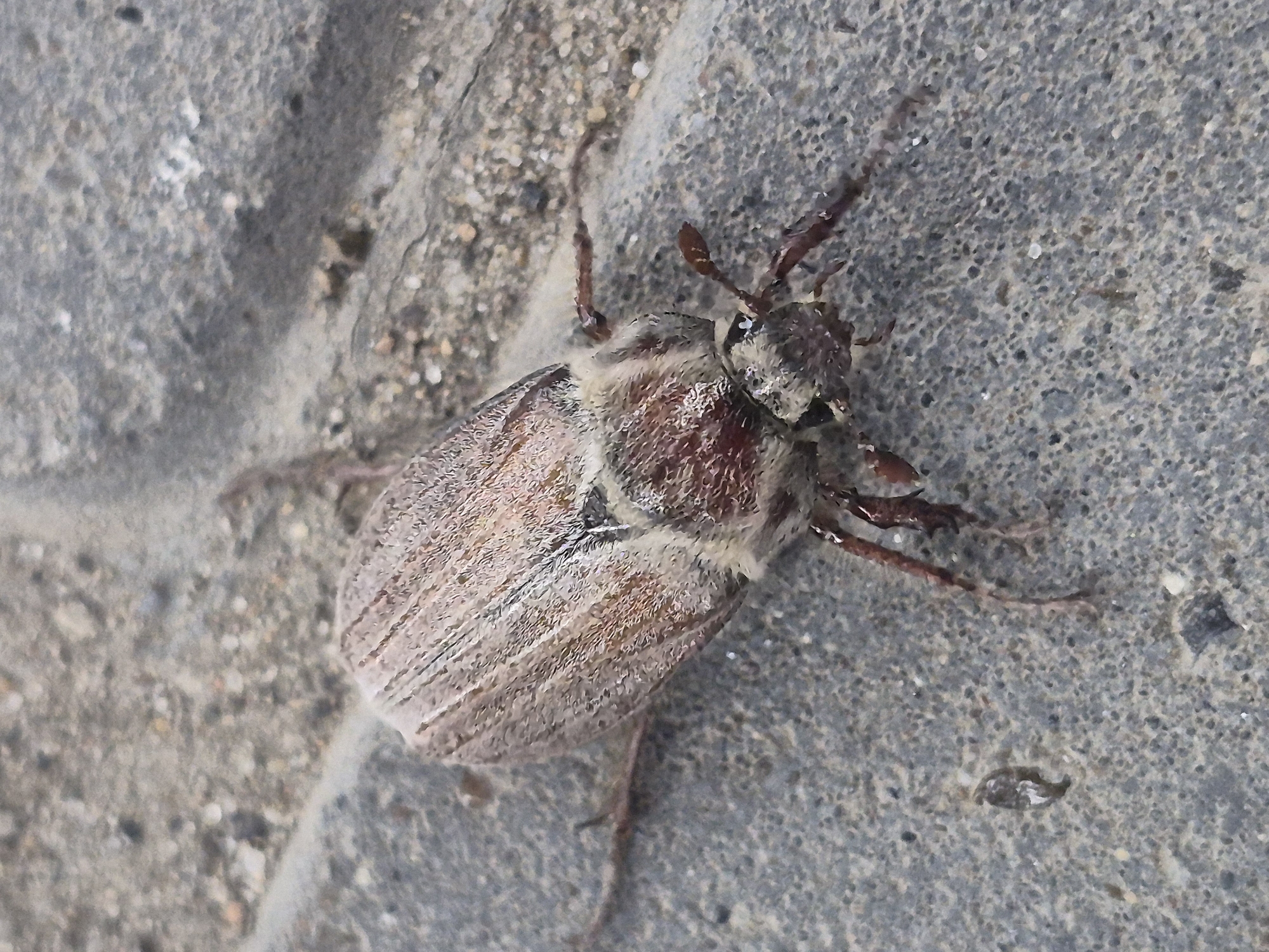 A May bug is visible on a gray textured surface. The bug is oriented diagonally. The front of its body, including the head and antennae, is at the top right of the frame, while the rear is at the bottom left. The beetle has a brown and cream-colored segmented body. The background consists of gray concrete with visible texture. The scene appears to be outdoors. The location in the city of Chaikovsky, Russia is not verifiable from the image.