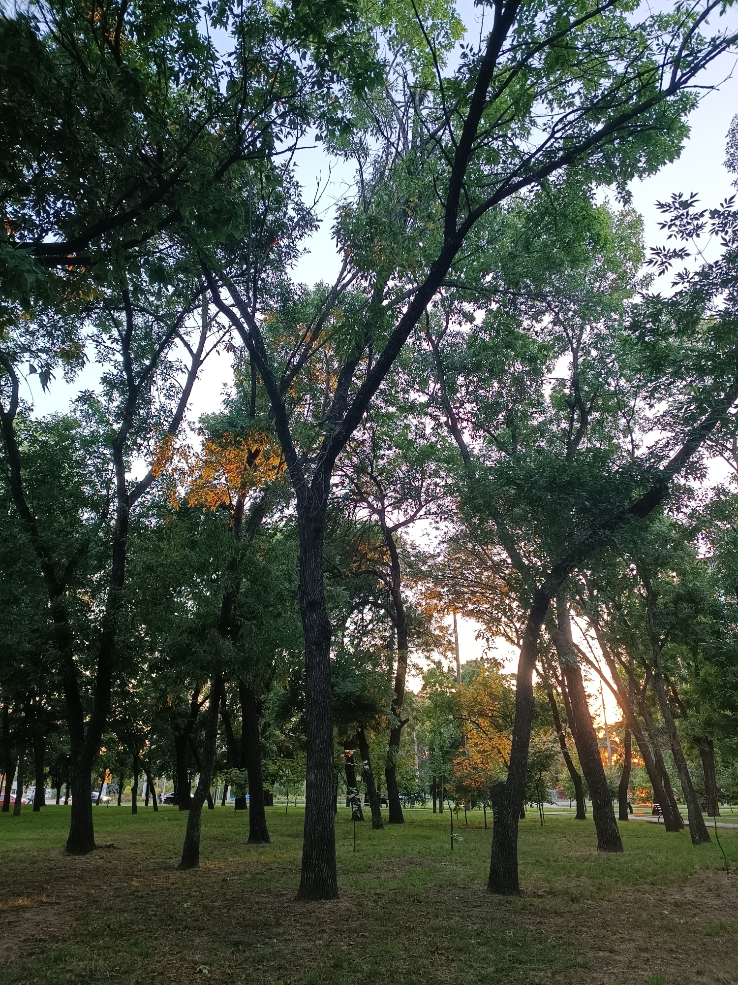 The image depicts a park setting with numerous trees, their dense foliage creating a canopy that filters the late afternoon sunlight. The sun's rays, breaking through the trees, illuminate some of the leaves with a warm, golden glow, suggesting it is either sunrise or sunset. The ground is covered in grass and patches of dry leaves. In the background, a paved path and more trees are visible, with hints of urban infrastructure such as streetlights and possibly buildings or other park amenities. A few park benches are present, and a car is visible on a distant road. The scene appears tranquil and natural, typical of a city park. The location is identified as a park in the city of Zaporizhzhia, Ukraine.