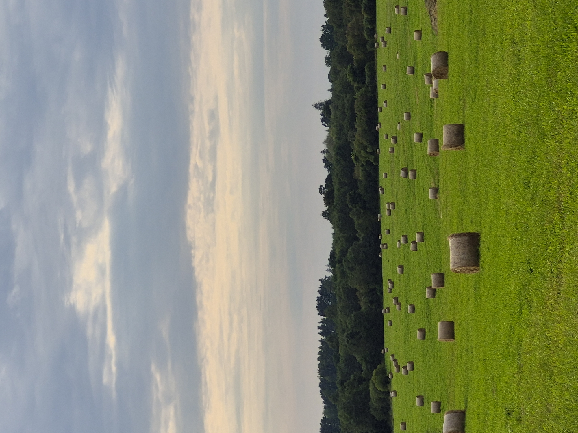 An outdoor, full shot, eye-level, horizontal, natural light, medium distance, wide shot shows a green grassy field with many cylindrical hay bales scattered across it. The hay bales are varying shades of brown and grey. In the distance, there is a line of dark green trees and a cloudy sky.
