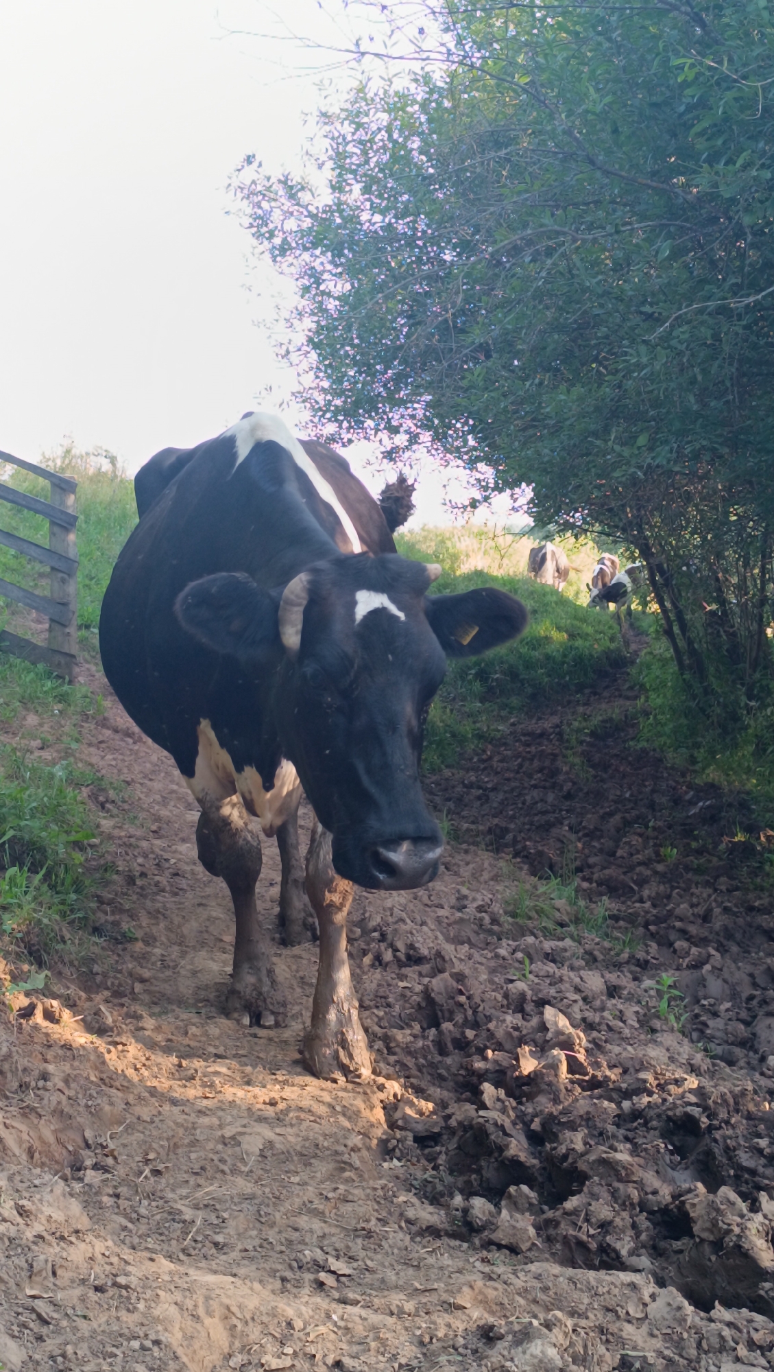 A black and white cow stands on a muddy path, facing forward with its head slightly lowered. The cow is the primary subject, with its black and white markings clearly visible. Its ears are large, and it has small, curved horns. A white diamond shape is visible on its forehead. The cow appears to be walking on a dirt path that is wet and muddy, with clumps of mud sticking to its legs and hooves.
Behind the cow, the path continues uphill, leading to a grassy area. Further up the path, two more cows are visible in the distance, also appearing to be on a grassy slope. Trees with dense green foliage form a natural border on the right side of the image, with branches extending over the path and the sky. The sky is bright and appears to be overcast or hazy, suggesting it may be morning or late afternoon.
To the left of the path, a wooden fence can be seen, partially obscured by tall green grass. The ground is a mixture of dirt, mud, and some dry vegetation. The overall setting is rural and appears to be a farm or pasture. The lighting suggests it is daytime, possibly with the sun low in the sky, casting some shadows and highlighting the texture of the muddy ground. No text is visible in the image. The activity appears to be the cows moving along a path in their natural habitat.