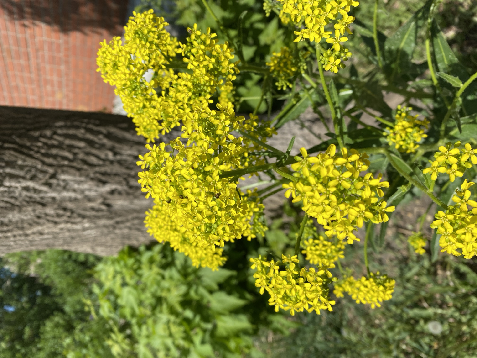 The image shows a close-up of yellow flowers growing near a tree trunk. A brick wall is visible in the background. The location is indicated to be Yekaterinburg, Russia. The scene includes a cluster of small, bright yellow flowers arranged in dense clusters. The flowers are accompanied by green foliage. The texture of the tree trunk is also visible, with its bark displaying a rough, cracked pattern. The sunlight casts shadows on the ground, contributing to the overall lighting.