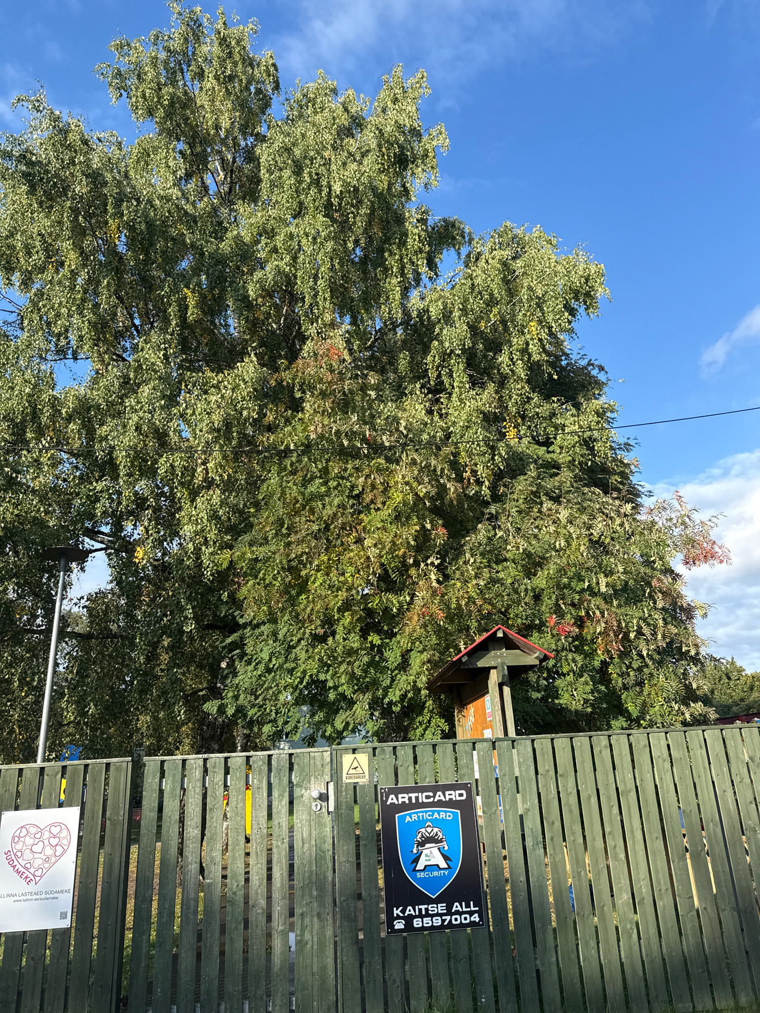 The image depicts a wooden fence in Tallinn, Estonia, with a large tree in the background. The fence is painted green and has two signs attached to it. One sign, on the left, features a pink heart made of smaller hearts and the text "SÜDAMEKE" and "TALLINNA LASTEAED SÜDAMEKE". The other sign, on the right, is black and blue with the words "ARTICARD SECURITY" and a phone number. A lamppost is visible to the left of the fence, and a small wooden structure with a red roof stands behind the fence and tree. The sky is blue with scattered clouds.