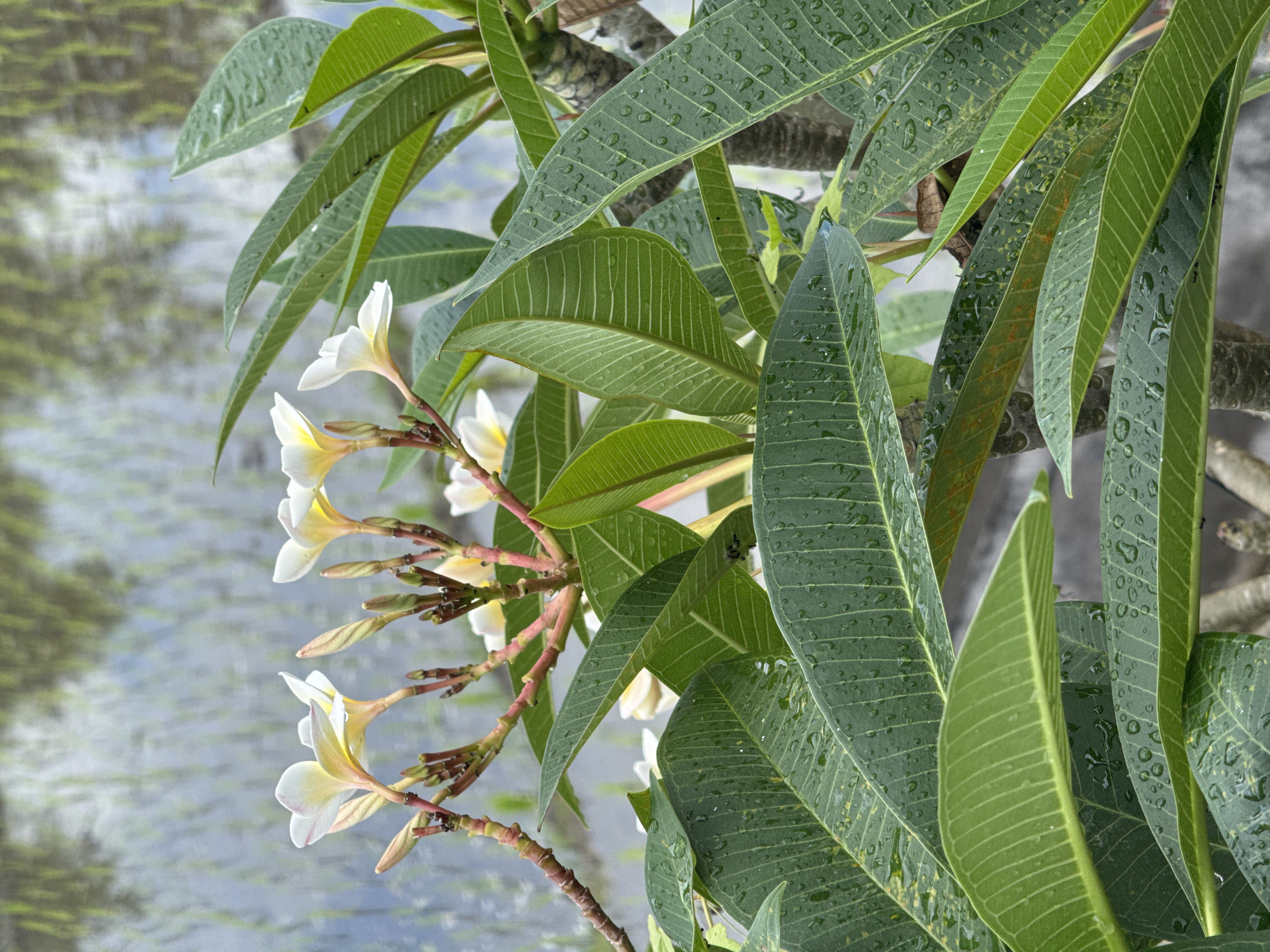 A close-up, eye-level shot focuses on a frangipani tree in bloom, with its vibrant green leaves and delicate white and yellow flowers prominently displayed. The leaves are covered in numerous water droplets, suggesting recent rain. In the blurred background, a flooded rice paddy is visible, reflecting the overcast sky and hints of green foliage. The scene appears to be set in an outdoor environment, possibly in a tropical or subtropical region given the presence of frangipani. The lighting is soft and diffused, indicating an overcast day.