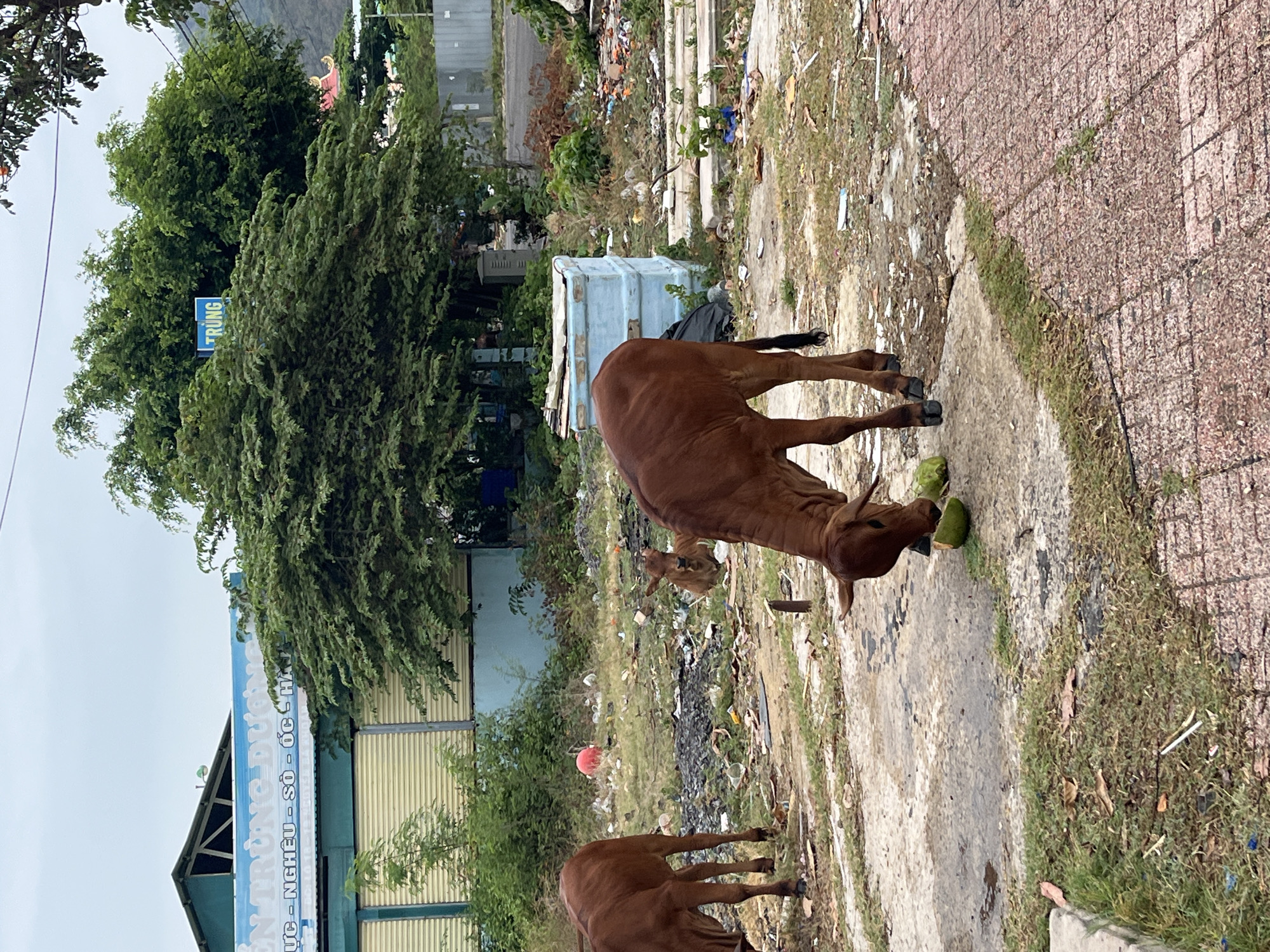 In Bac Nha Trang Ward, Vietnam, a brown cow stands on a concrete path, eating a green object. Another cow grazes nearby. A calf is also present. Debris and litter scatter the surrounding area. A building with a blue and white sign stands in the background, partly obscured by trees. The sky is overcast. The scene portrays an urban setting interspersed with nature.