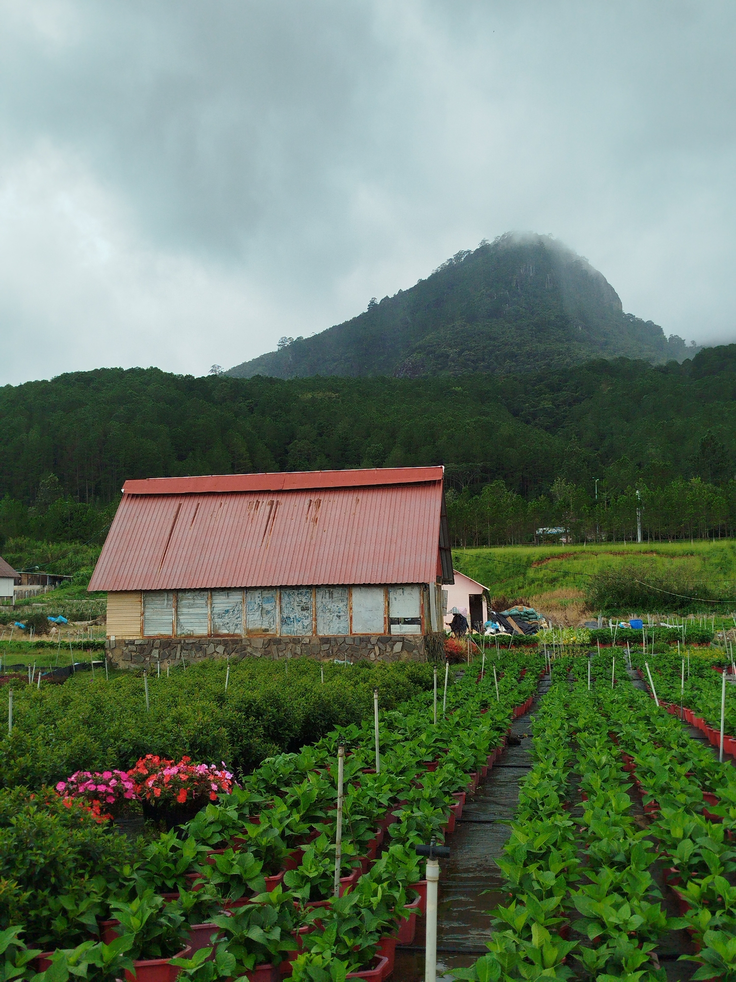 The image depicts a rural landscape in K'Long, Vietnam, featuring a greenhouse with a red corrugated metal roof situated in the foreground. The greenhouse has a stone base and windows covered with grimy material, suggesting it is actively used for agriculture. Rows of green plants in red pots stretch across the frame, indicating a cultivated field. In the middle ground, a cluster of vibrant pink and red flowers stands out against the greenery. Behind the greenhouse and fields, a dense forest of pine trees covers a mountain slope, with the peak partially obscured by mist. The sky is overcast and cloudy, creating a subdued atmosphere. The scene appears to be a working farm, possibly a flower or vegetable nursery, nestled against a mountainous backdrop.