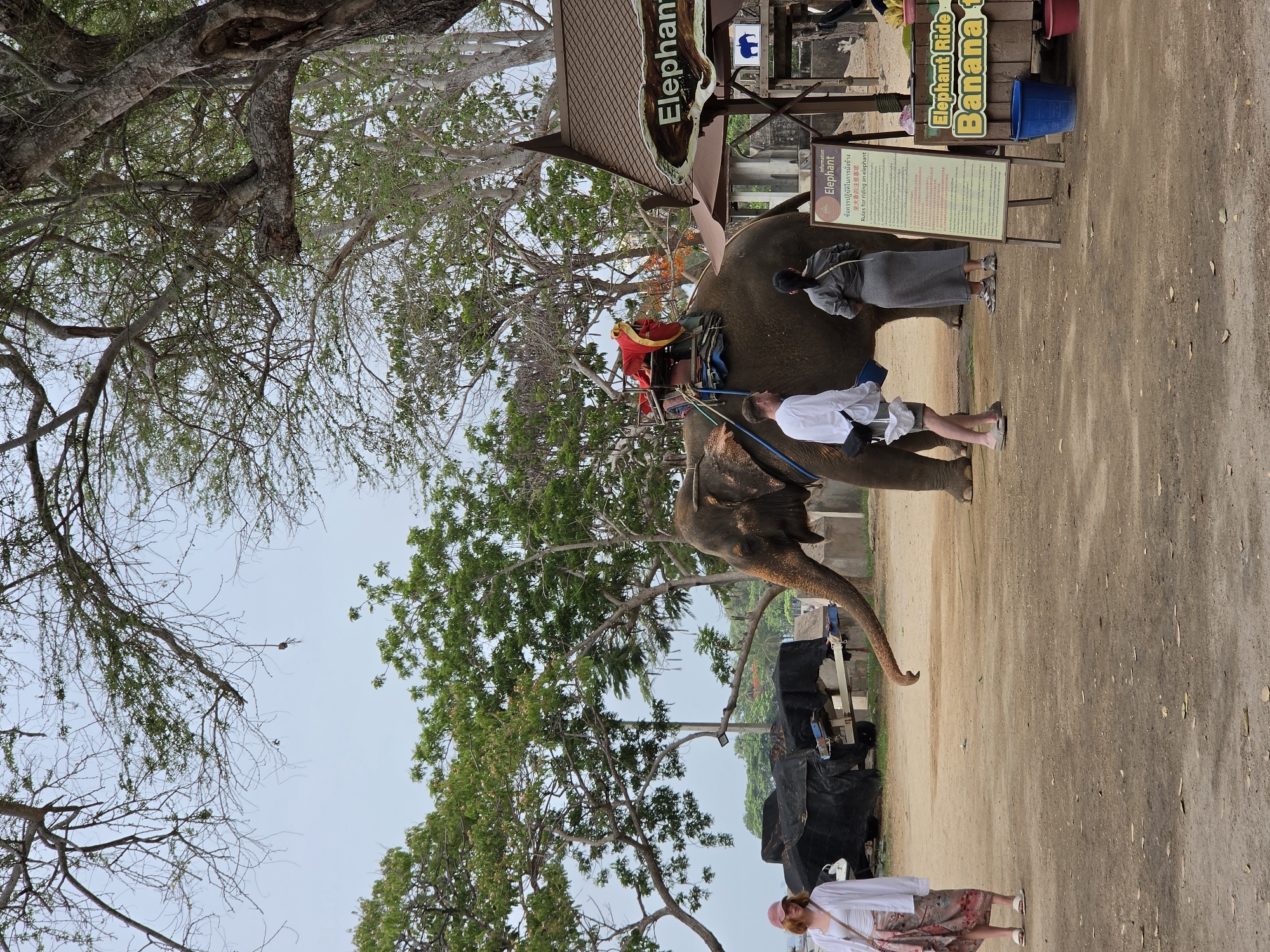 The image shows an elephant encounter in Pattaya City, Thailand. An elephant stands with a saddle for riding, and a man dressed in red sits atop the elephant controlling it. A man in a white shirt stands close to the elephant, seemingly interacting with it. To the right, a woman in a gray outfit stands near the elephant.
A sign with "Elephant" and the symbol of an elephant in the top right corner and text in multiple languages is above the elephant, along with a sign stating "Elephant Ride Banana". In front of the elephant, a woman in a white shirt and a patterned skirt stands and watches the scene. Additional elephants are visible in the background, covered with black material.
The surrounding environment includes trees with dense foliage. The ground is sandy, indicating an outdoor setting.