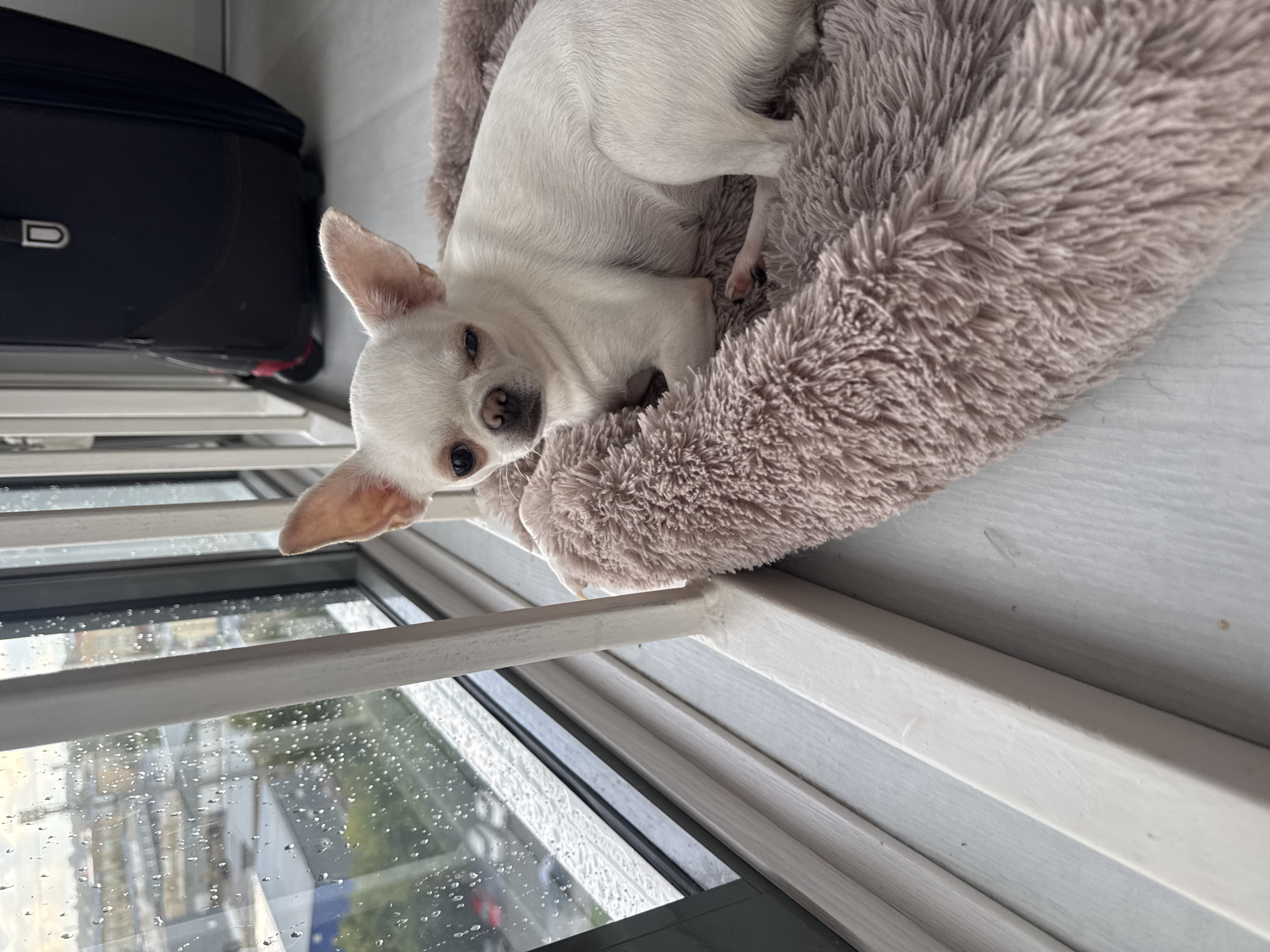 A small, white Chihuahua dog is lying in a plush, pink dog bed positioned next to a large window. The window is rain-streaked, obscuring the view of a city landscape that includes buildings and a street with vehicles. A dark blue suitcase with red wheels is visible in the background, behind the dog and to the right. The dog is looking towards the camera with its eyes slightly narrowed. The floor appears to be made of light-colored wood planks. The scene is indoors, likely in an apartment or house, with a balcony railing visible outside the window. The overall atmosphere suggests a quiet, possibly dreary day. There is no indication of the specific location in Novosibirsk, Russia, beyond the general impression of an urban environment.