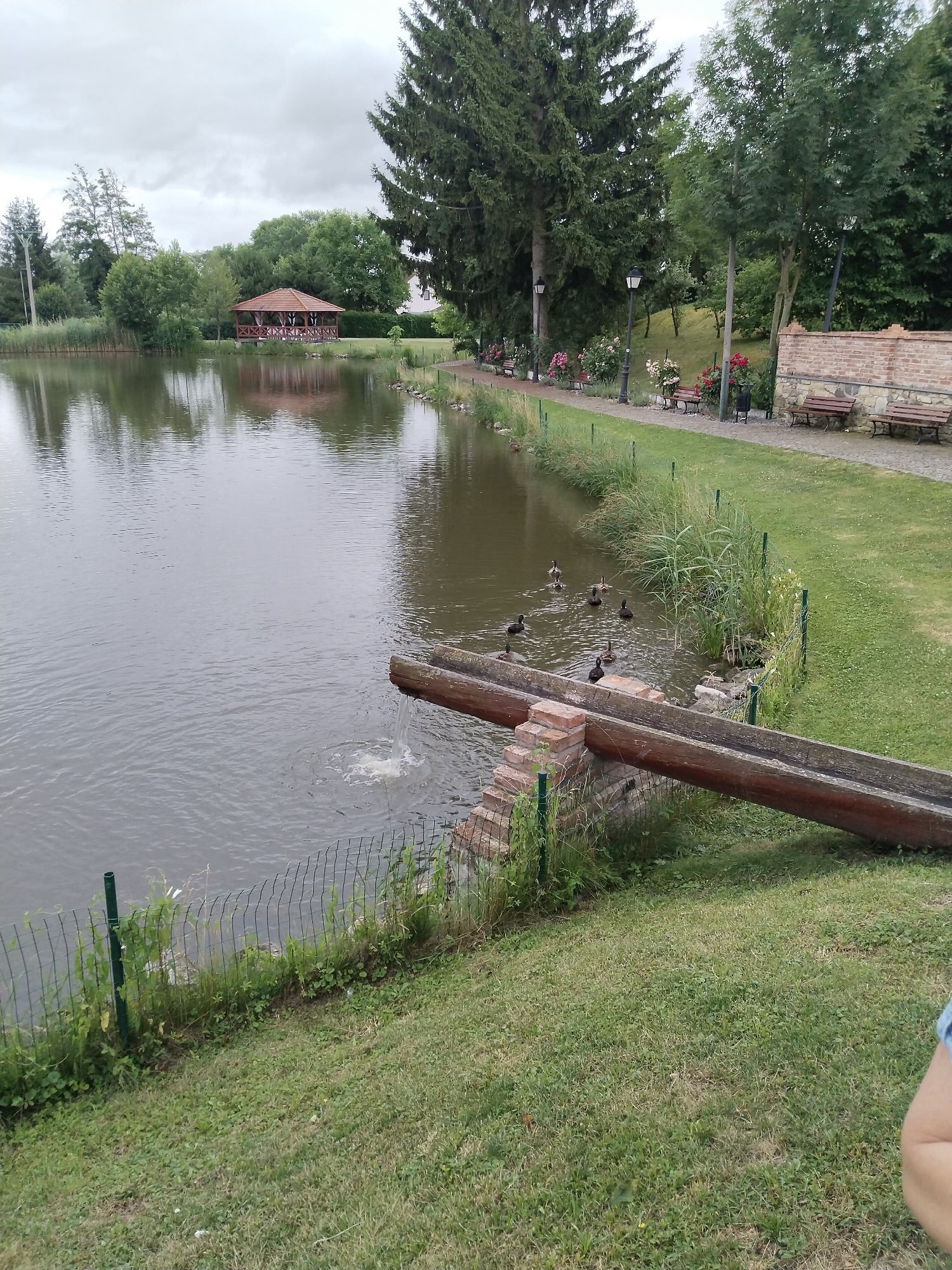 The image depicts a tranquil outdoor scene by a lake on an overcast day, likely in the afternoon given the soft, diffused light. The setting appears to be a park or a well-maintained garden area, possibly in Prachovice, Czechia. A calm, dark lake dominates the left side of the frame, reflecting the cloudy sky and the surrounding greenery. On the far bank of the lake, a charming wooden gazebo with a red, multi-faceted roof stands amongst trees.
Along the right bank of the lake, a paved path runs beside a lush green lawn. This path is lined with several wooden benches, some of which are nestled amongst blooming rose bushes in various shades of red and pink. Lampposts are strategically placed along the path, suggesting it's also a usable area in the evening. A low brick wall with a textured finish borders the grassy area along the path.
In the foreground, a unique feature is a large, hollowed-out wooden trough supported by brick pillars. Water is flowing from the trough into the lake, creating ripples and a small splash. A flock of ducks is gathered in the water near the outflow of the trough, some swimming and others appearing to interact with the water. A thin wire fence separates the grassy bank from the lake.
The overall mood is peaceful and serene. The lush vegetation and the presence of the ducks suggest a natural, yet cultivated, environment. The cloudy sky contributes to the subdued lighting, enhancing the calm atmosphere of the scene. No visible text is present in the image. The image captures a serene moment in a park-like setting.