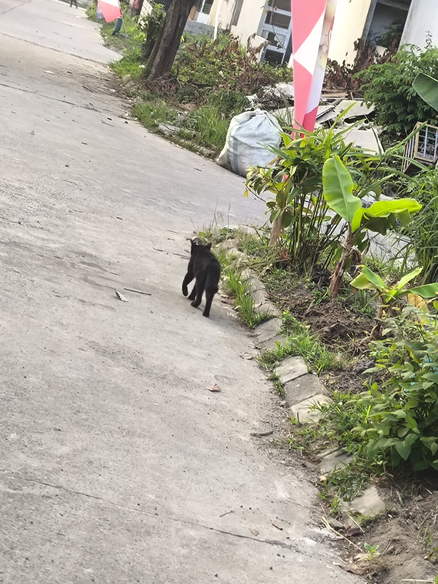 A black cat is walking away from the camera on a gray concrete road in a residential area of Cilegon, Indonesia. The road slopes downwards from the foreground to the background. To the right of the road, there is a patch of overgrown vegetation with banana plants, and some debris including a large white sack. Further in the background, there is a building with white walls and some windows. There are also some small white flags with red stripes visible on a pole in the background. The lighting suggests it is daytime, possibly overcast.