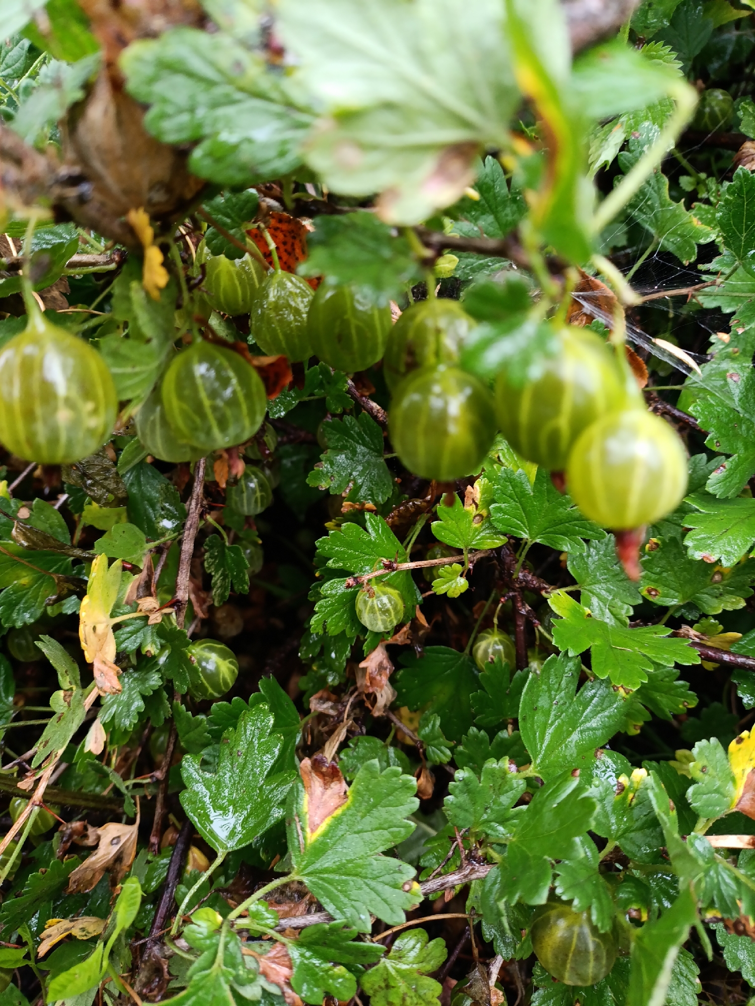 This is a close-up, eye-level outdoor shot of a gooseberry bush laden with ripe fruit, set within the grounds of the Yasnaya Polyana estate in Russia. The berries, ranging from light to dark green and some showing faint stripes, are clustered on thin stems and branches, some glistening with moisture. They are primarily in the mid-ground and foreground, with some out of focus. The leaves of the bush are a vibrant green, also appearing wet, with some older, brown, and yellowed leaves mixed in. Thorny branches are visible amongst the foliage. A delicate spiderweb is present, catching the light in the background. The overall impression is one of natural abundance in a damp, overcast environment.