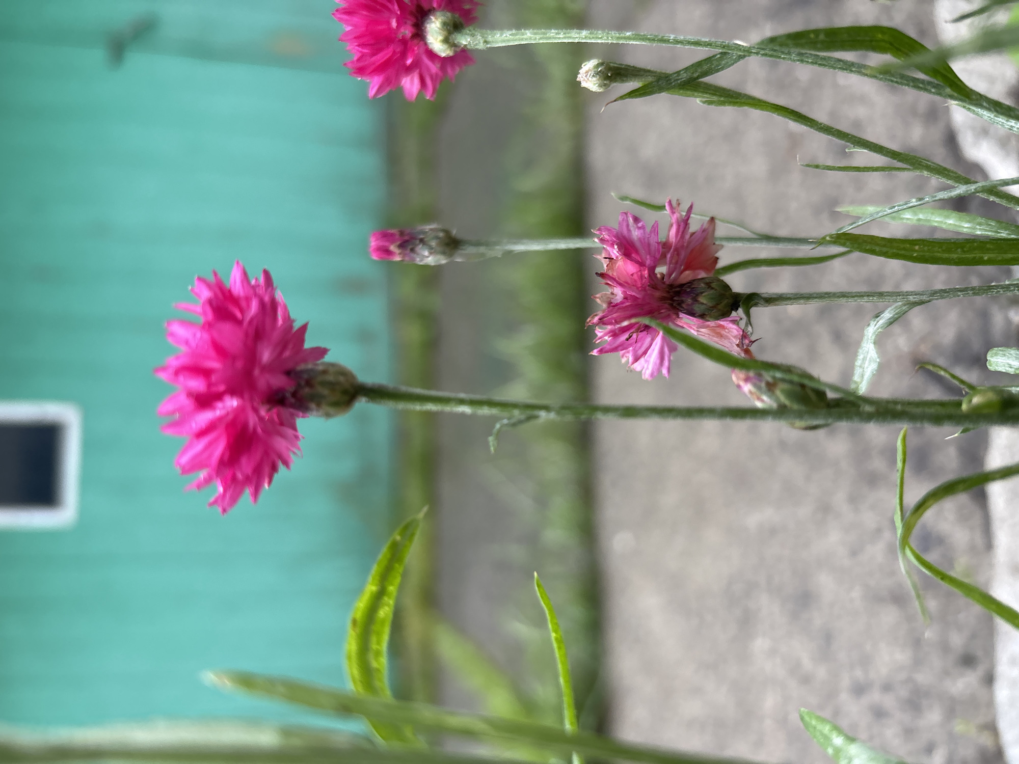 This is a close-up, eye-level photograph of several pink cornflowers in bloom. The flowers are the primary subject, with their vibrant petals and fuzzy stems in sharp focus. In the background, a teal-colored wooden building with a white-framed window is visible, suggesting an outdoor setting, possibly a rural area or a backyard. The ground appears to be concrete or a similar paved surface, with some greenery interspersed. The lighting suggests it is daytime, and the shallow depth of field blurs the background, drawing attention to the flowers. No people are present in the image. The location of Gonja, Russia, is not directly evident from the visual elements alone.