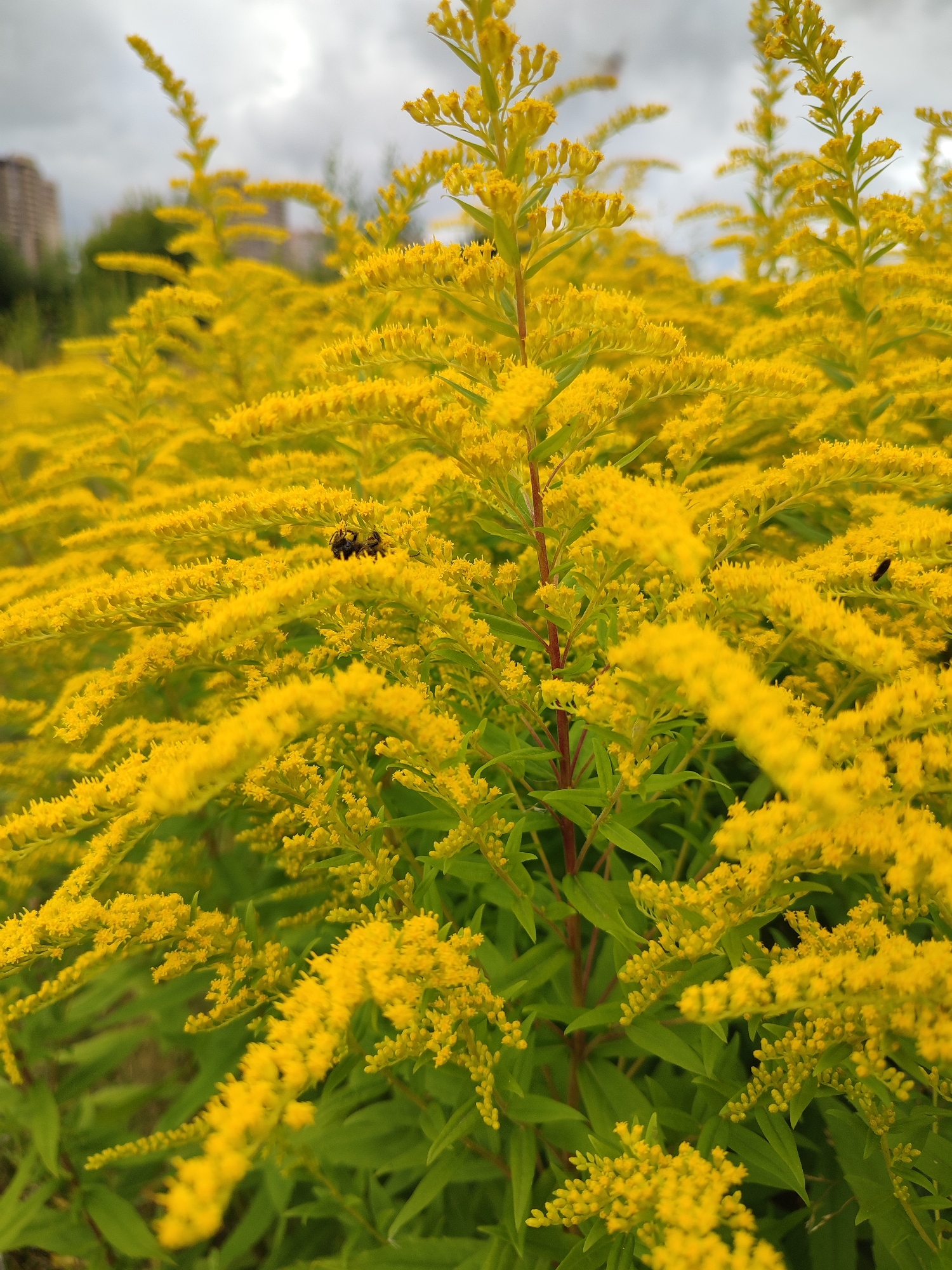 The image shows a close-up view of a field of goldenrod flowers, with a blurred urban background. In the center of the image, a bee is visible on one of the flower stalks, collecting pollen. The flowers are a vibrant yellow and fill the foreground, with their feathery blooms stretching towards the sky. In the background, out of focus, a tall building and trees suggest an urban environment. The sky is overcast with gray clouds. The scene appears to be in a natural setting within or on the outskirts of the city of Murino, Russia, possibly a park or a wild area adjacent to residential buildings. The focus is on the natural beauty of the goldenrod and the activity of the bee.