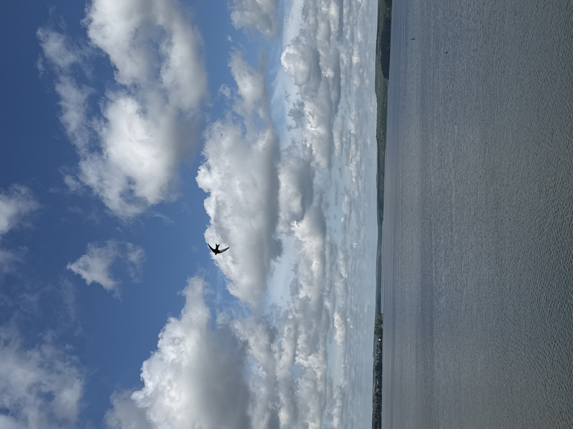 The image depicts a wide, calm body of water, likely a reservoir or lake, under a partly cloudy sky. A lone bird, possibly a swallow, is captured mid-flight in the upper portion of the frame. The far bank of the water is lined with a band of trees, and a small settlement or village can be seen along the coastline in the distance. The water's surface is textured with small ripples, suggesting a gentle breeze. The sky is a mix of deep blue and scattered white cumulus clouds. This scene is consistent with a view of the Votkinsk Reservoir, a large artificial lake on the Kama River, located near the city of Votkinsk, Russia.