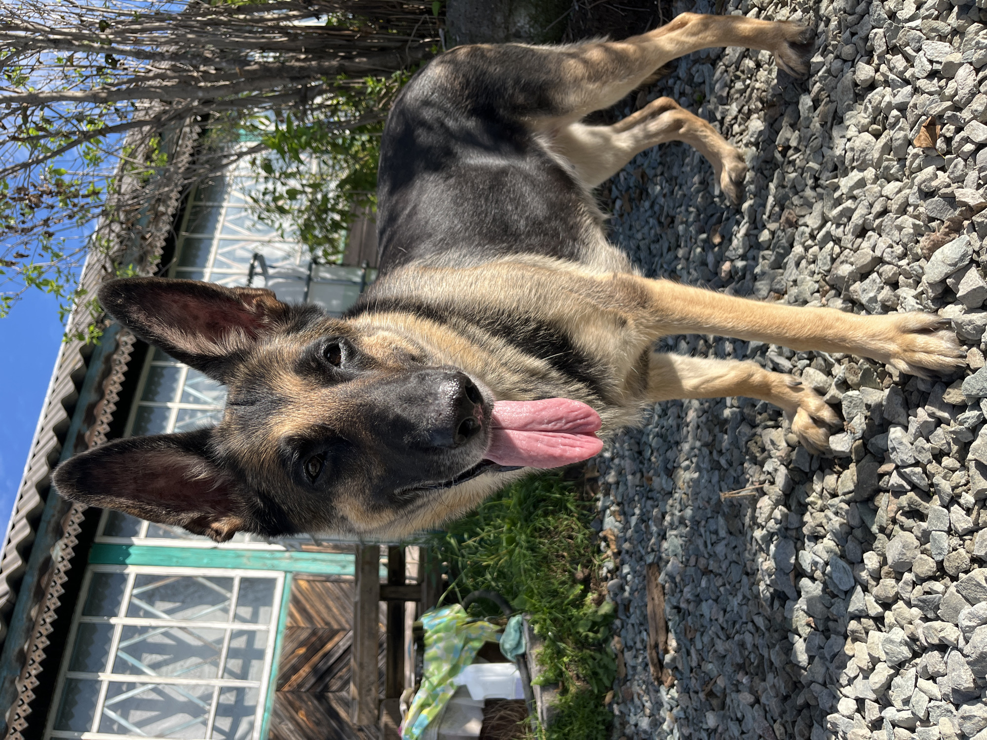 A German Shepherd stands on a gravel surface in front of a weathered wooden building with a teal trim and a corrugated roof. The dog is facing forward with its tongue hanging out, and appears to be in good health. The background shows a typical rural or suburban setting with some greenery and trees. The overall impression is of a sunny day outdoors.
