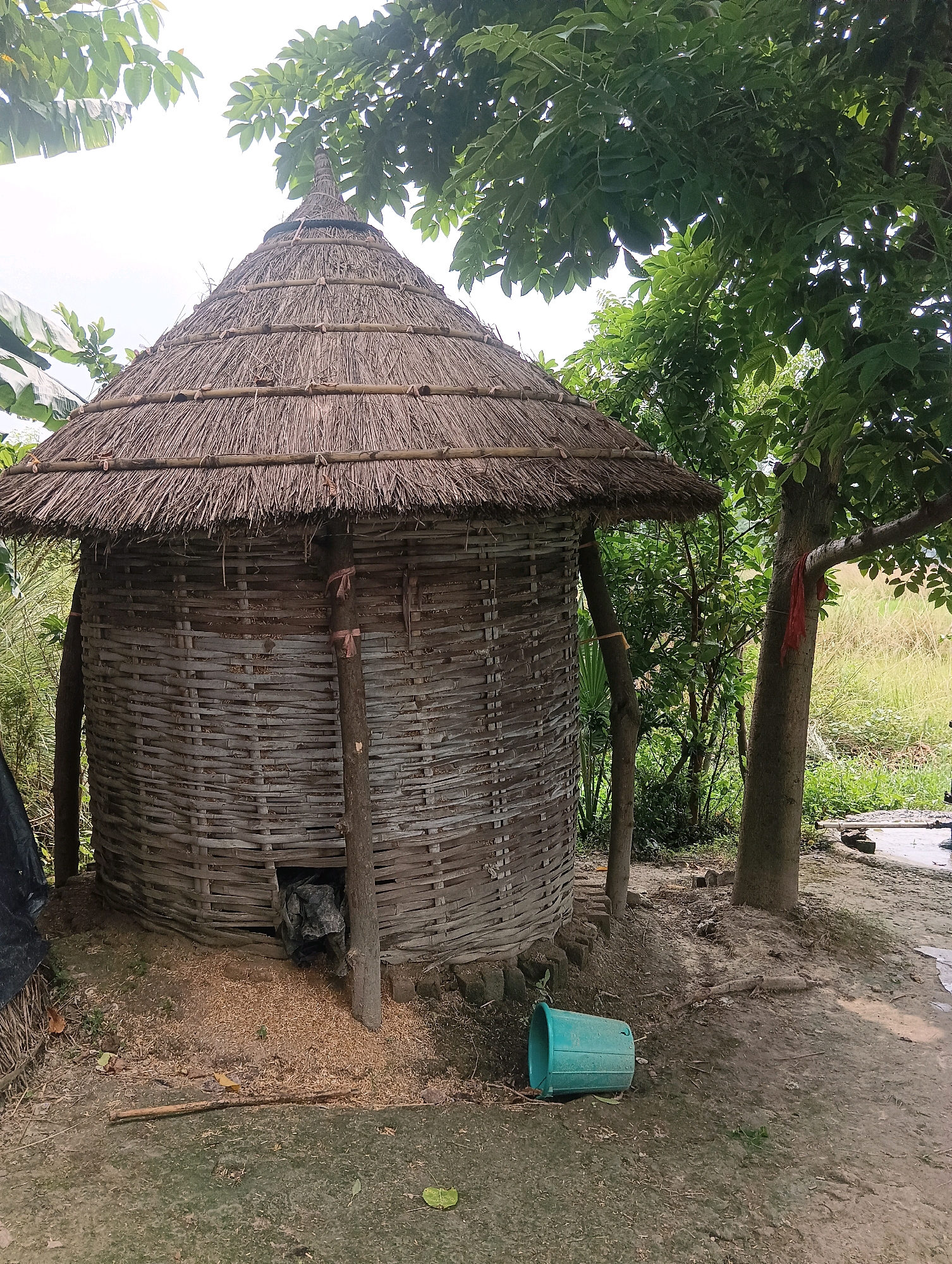 A conical, thatched-roof structure, likely a grain storage unit, stands in an outdoor rural setting. The walls of the structure are woven from bamboo or similar reeds, supported by vertical wooden posts. The roof is thatched with dried grass or straw. A dark opening is visible at the base of the structure, with a tarp or bag visible within. Scattered husks or chaff lie on the ground around the base of the unit.
To the right of the structure, a mature tree with a red cloth tied to its trunk stands in the foreground. Further to the right, a bright teal plastic bucket is tipped over on the dirt ground. The ground is a mixture of dirt and some sparse, dry vegetation. In the background, lush green foliage and trees are visible, suggesting a natural or agricultural environment. The lighting indicates it is daytime, with the sky appearing overcast or hazy. The overall scene depicts a rustic, possibly agricultural, area. The specific location is stated to be in the city of Dakhin Parsa, India.