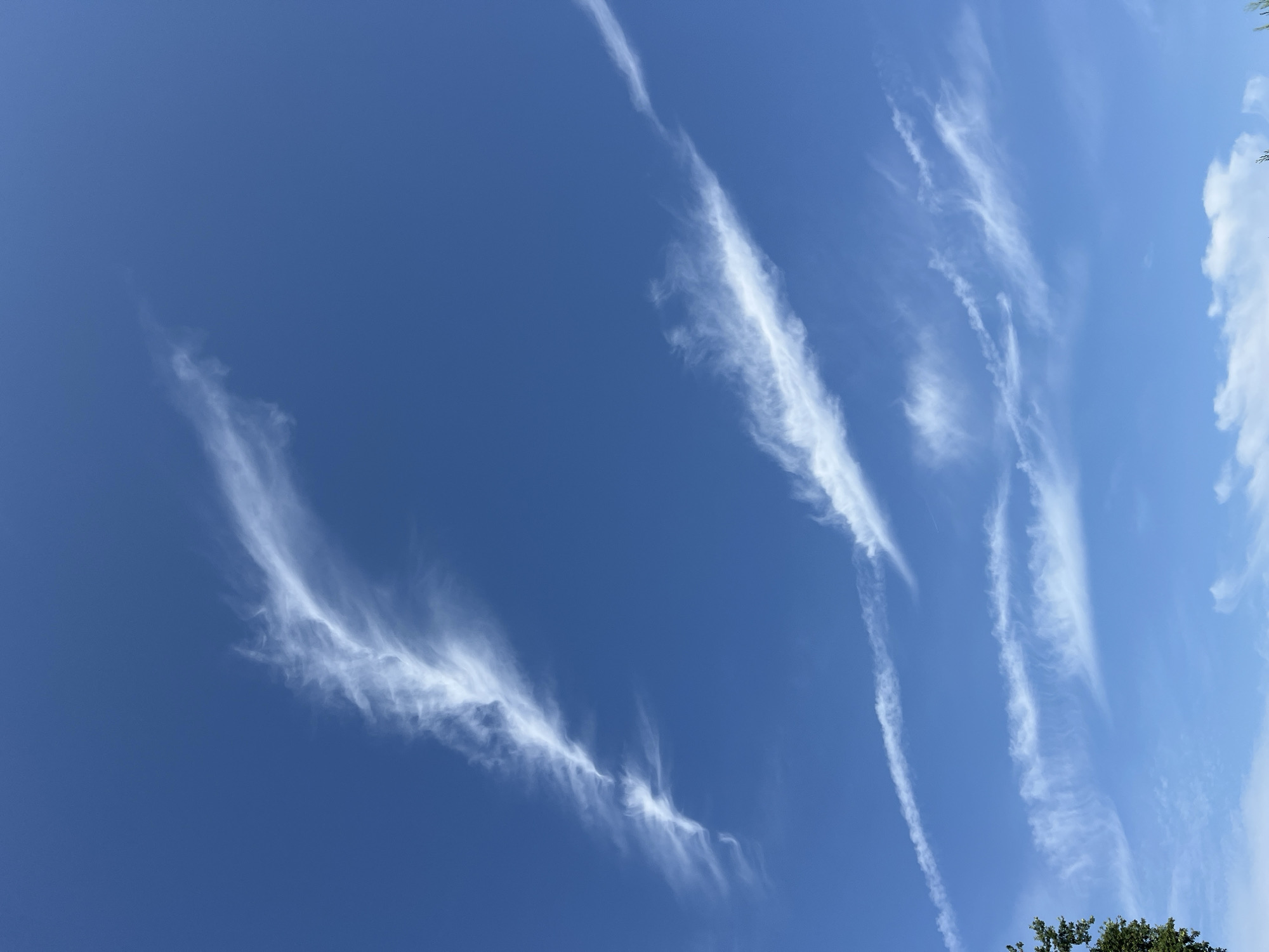 An outdoor, vertical, medium shot captures a clear, bright blue sky filled with wispy, white clouds. These clouds are spread out across the frame, forming various shapes and trails. In the lower left corner, a portion of a dark green tree is visible, its leaves partially obscuring the sky. The scene is devoid of any people, actions, or interactions. The environment appears to be a typical daytime sky with natural cloud formations.