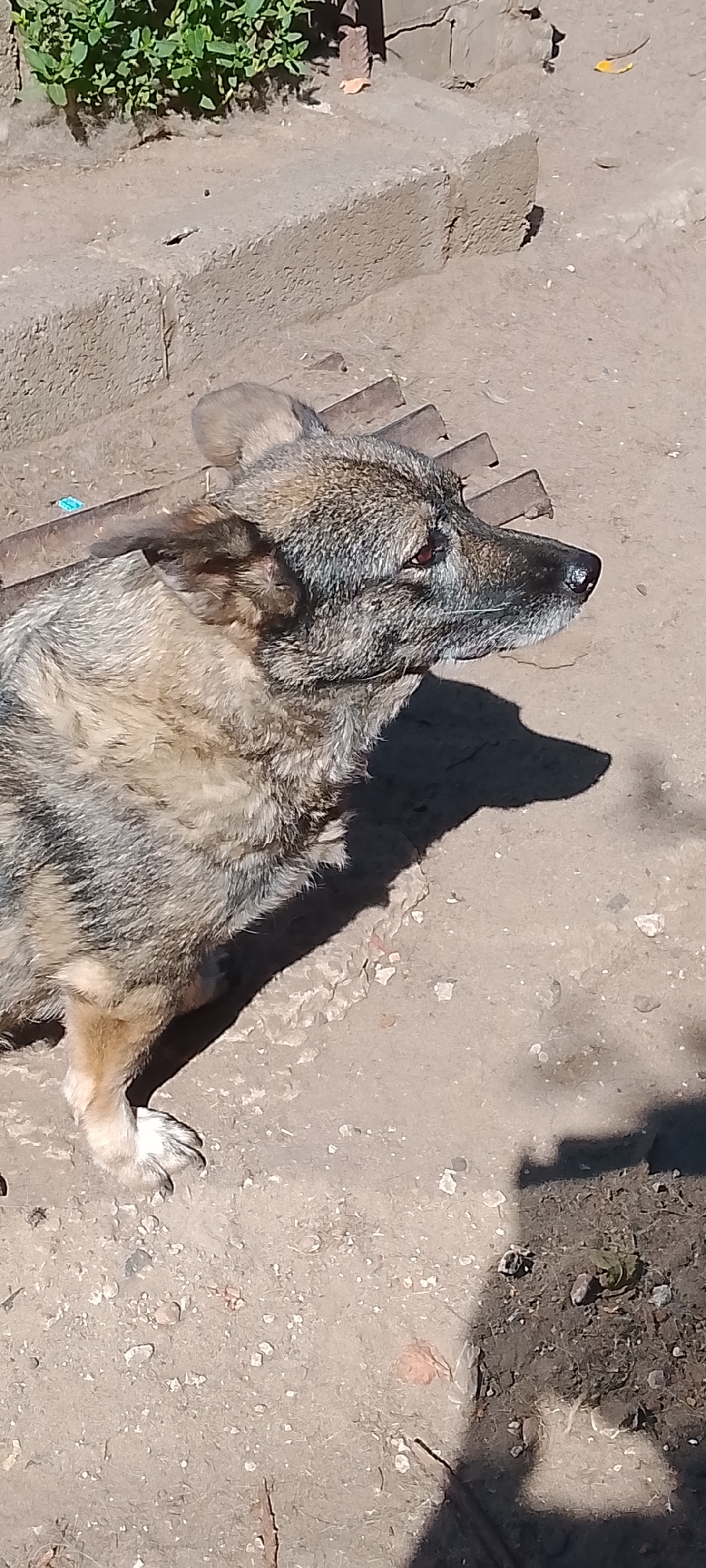 An outdoor, high-angle, slightly blurry photograph captures a medium-sized dog with a mix of brown and gray fur sitting on a concrete surface. The dog is facing to the right, with its head turned and looking slightly upwards. Its fur appears somewhat wet or matted, particularly on its back. The dog's left front paw is visible and slightly raised.
Behind the dog, there are concrete steps or ledges. To the left of the steps, a patch of green foliage is visible. The ground beneath the dog is composed of rough, light-colored concrete or dirt with scattered small stones and debris. A shadow of the dog is cast on the ground to its right. The image appears to have been taken in daylight, with harsh sunlight creating strong shadows. There are no people visible in the frame. The overall setting suggests a yard or outdoor area. The image is not geotagged, and therefore its specific location within the city of Belgorod, Russia, cannot be determined from the visual information provided.