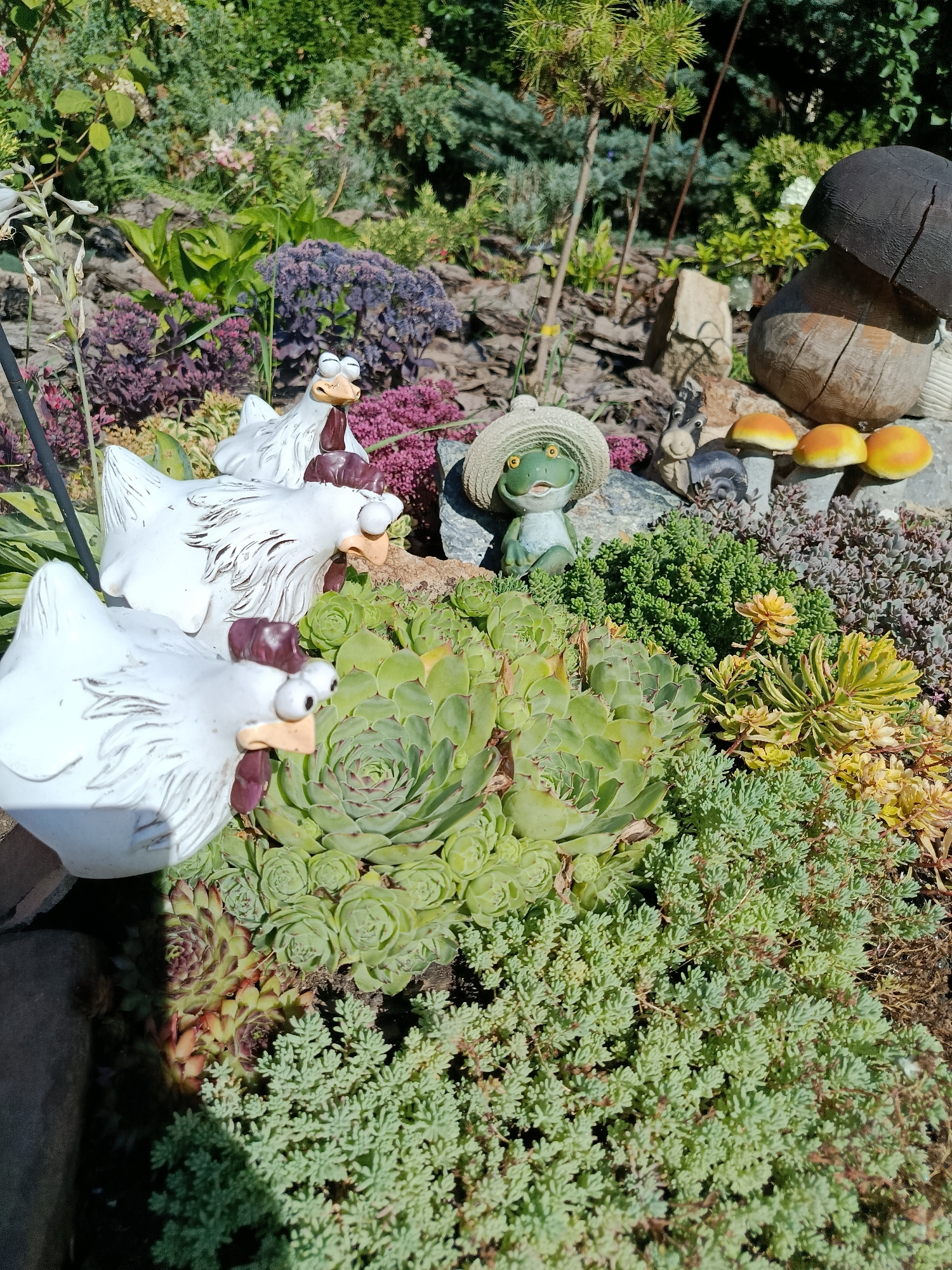 This image depicts a garden rockery in Misaylovo, Russia. The rockery is densely planted with various succulents and low-lying shrubs, featuring a prominent large, grey-green succulent in the center. To the left, three white ceramic chicken figurines with cartoonish eyes and brown accents are clustered together, facing towards the right. In the background, a small green frog figurine wearing a straw hat sits among rocks, accompanied by three small, orange-capped mushroom decorations and a large, dark brown wooden mushroom sculpture. The surrounding vegetation includes coniferous shrubs, purple-leaved plants, and other green foliage, creating a textured and colorful garden scene under bright sunlight.