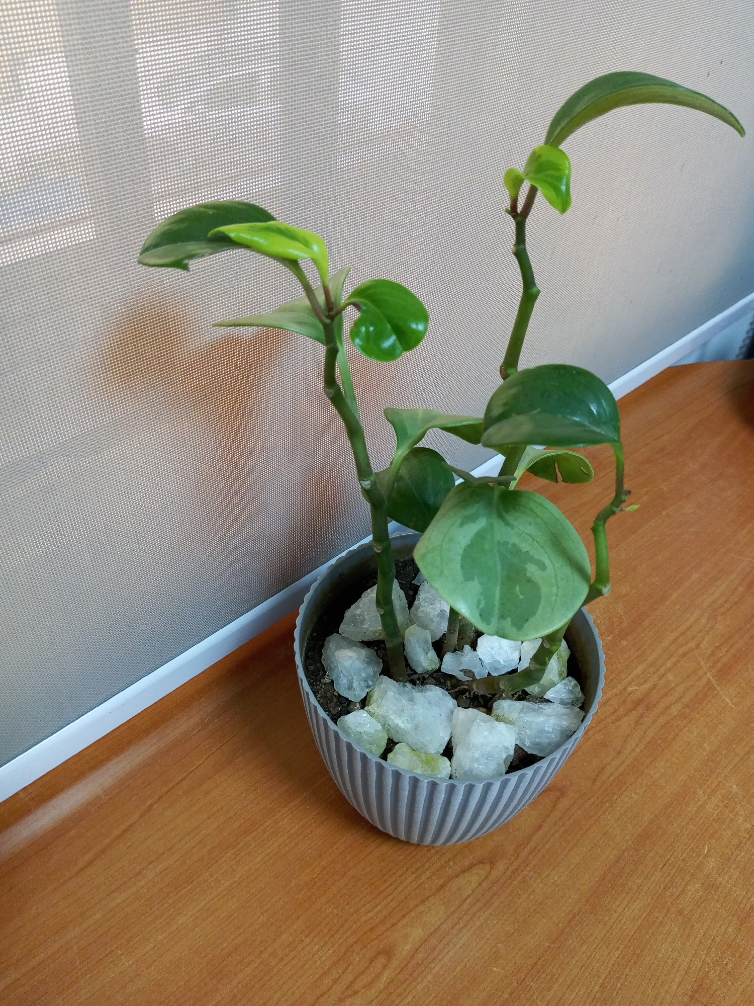 A close-up, eye-level, indoor shot shows a potted houseplant with glossy, green leaves on a wooden desk. The plant, likely a Peperomia variety, is in a ribbed, light gray plastic pot filled with dark soil and large, clear quartz crystals. The plant has multiple stems with heart-shaped leaves, some with lighter variegation. Behind the plant is a lightly textured, beige vertical blind with light filtering through, casting subtle shadows on the desk. The desk surface is a warm, reddish-brown wood grain. There are no people or any activity depicted in the image. The scene appears to be an office or indoor living space. The location is specified as Bukuru, Nigeria.